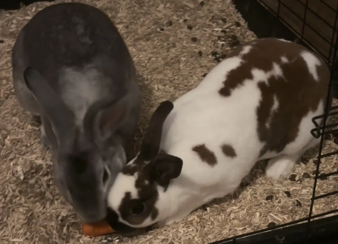bunnies.jpg