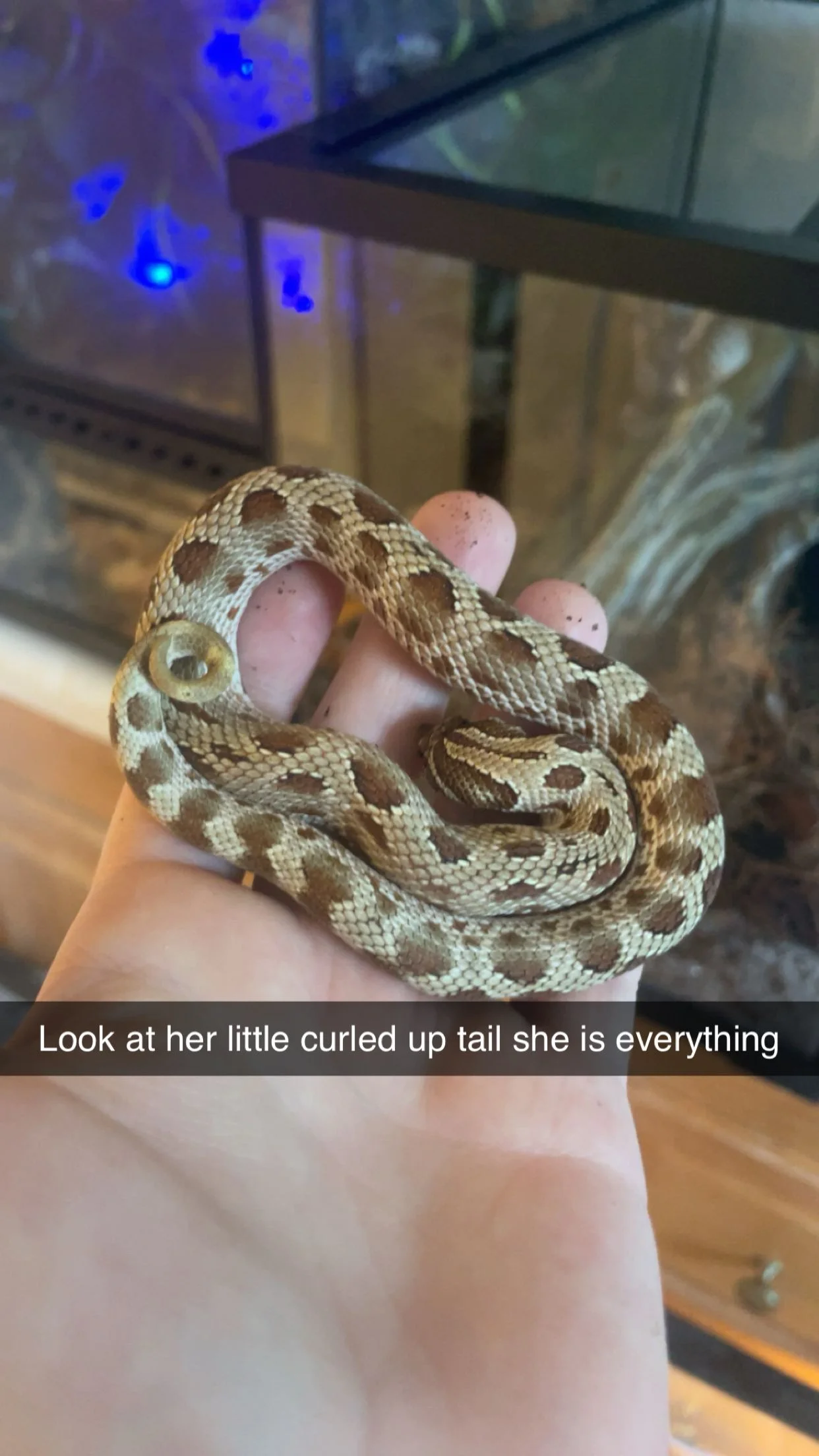 Educational Presentation (Small Animal)