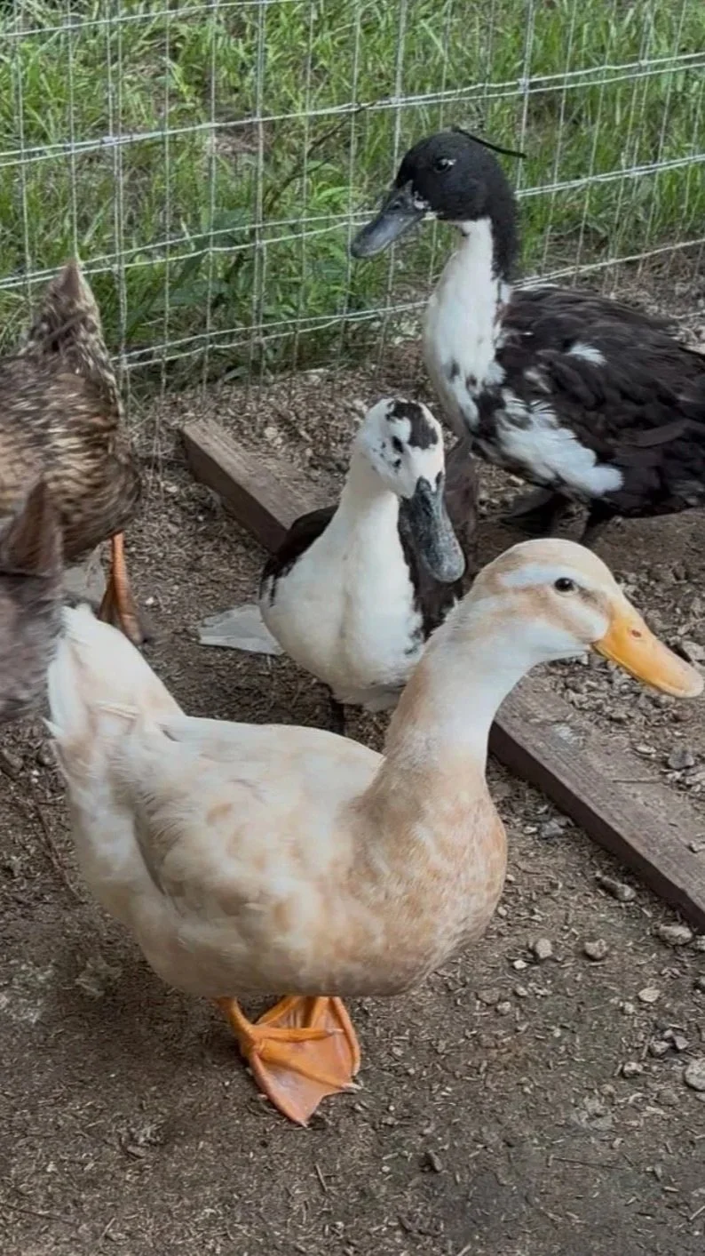 Ducks.jpg