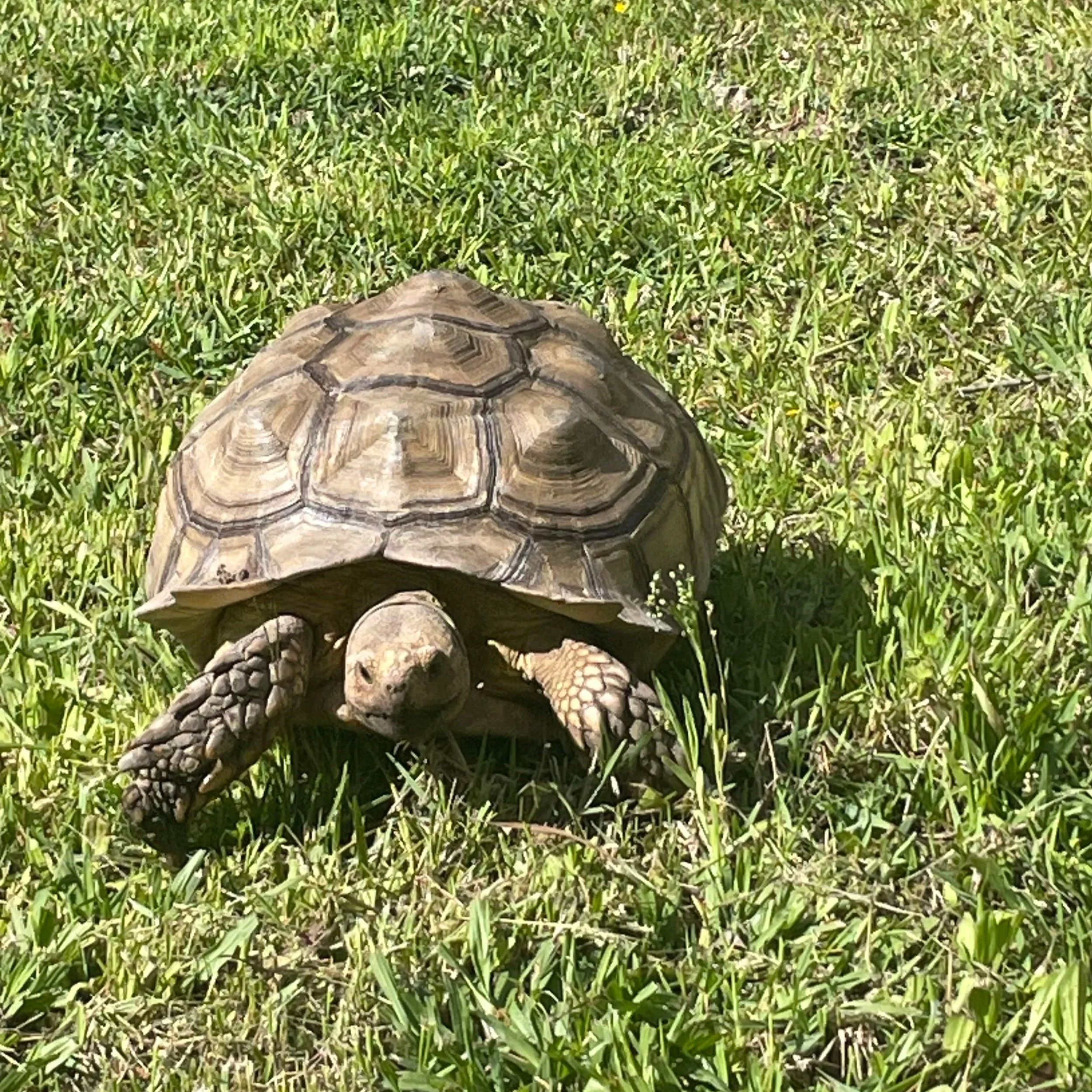 Close-up of a turtle walking on lush green grass.