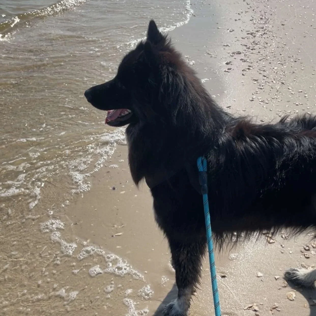 A black dog with a blue leash standing on a sandy beach near the water's edge, looking out at the ocean.