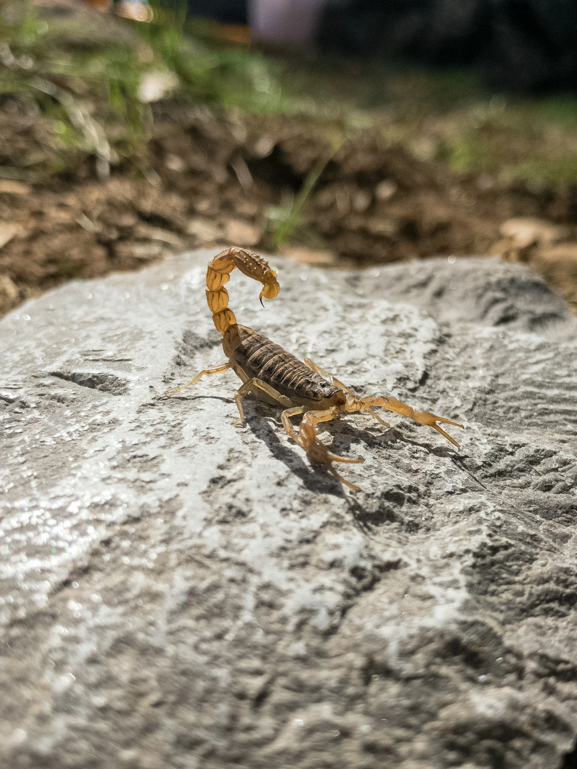 Close-up of a yellow scorpion on a gray rock with a blurred background of soil, grass, and dark objects.