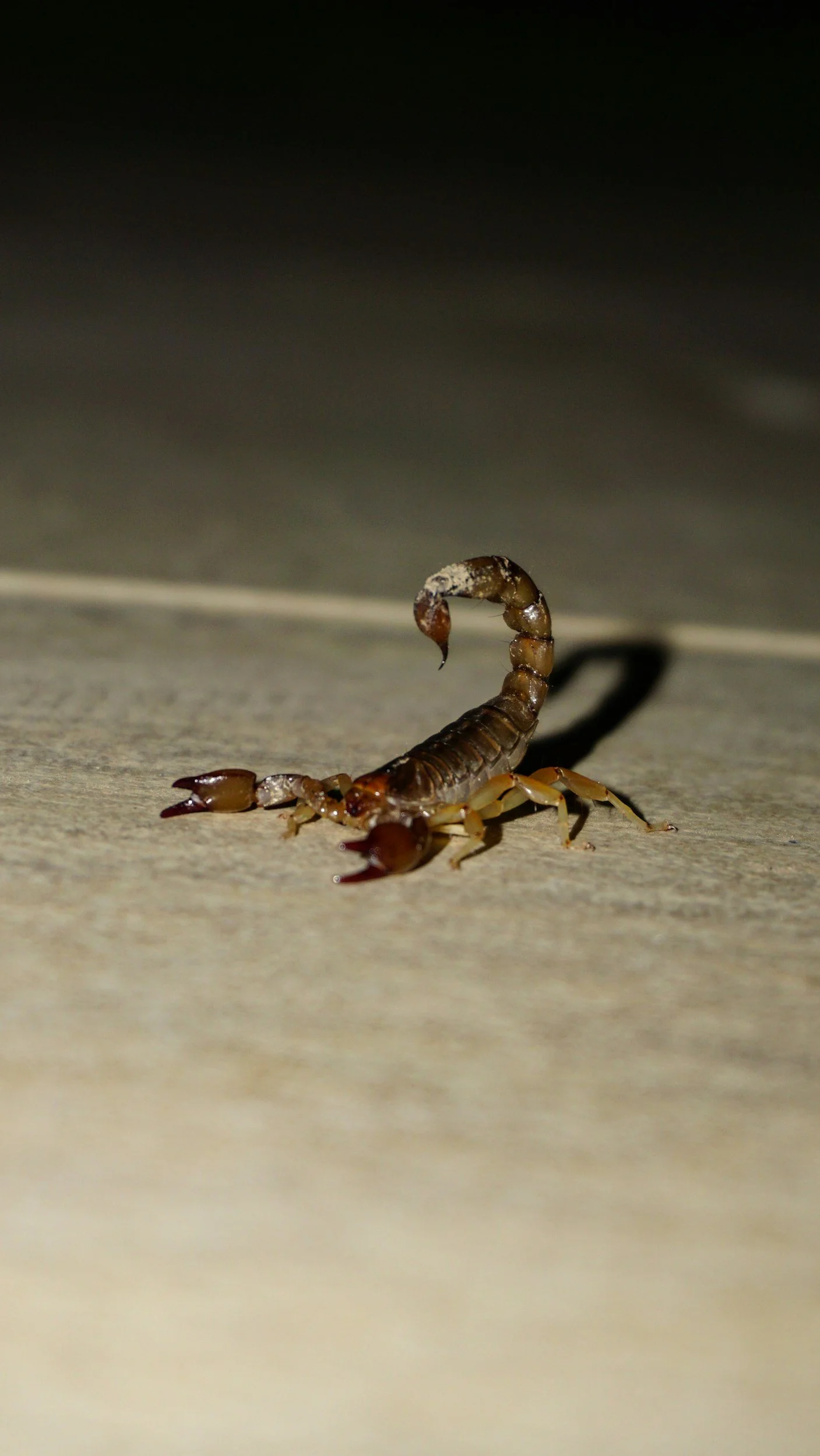Close-up of a scorpion on a flat surface with a dark background.