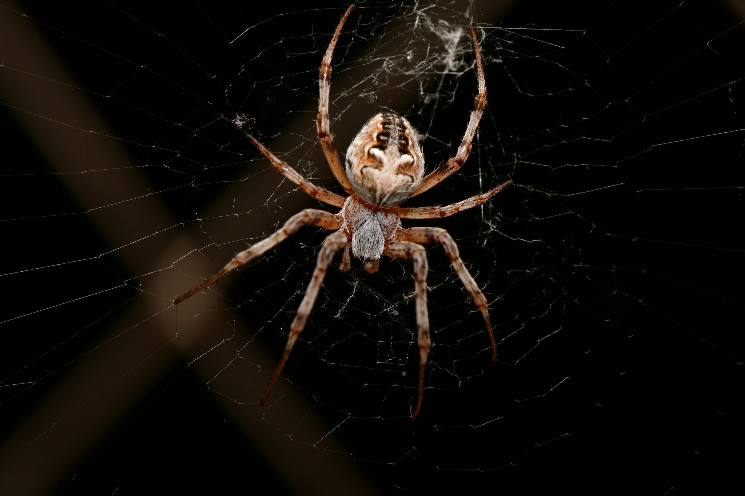 Close-up of a brown spider in the center of a web with a dark background.