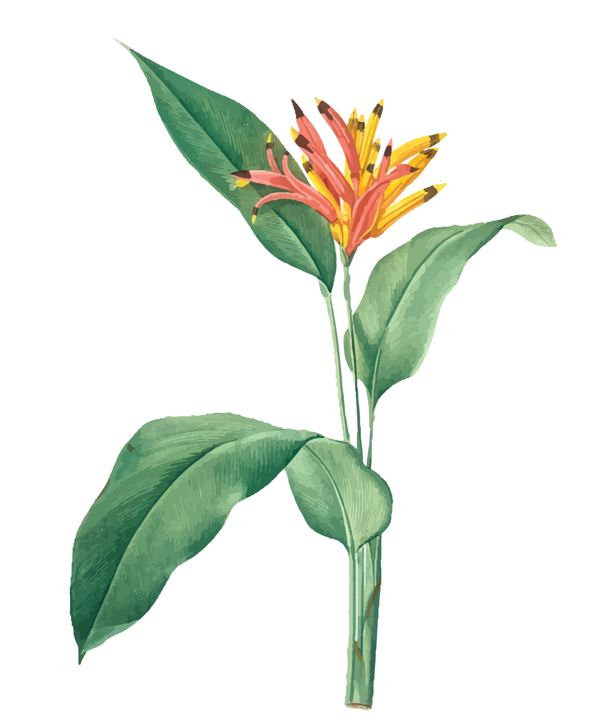 Flower - decoration