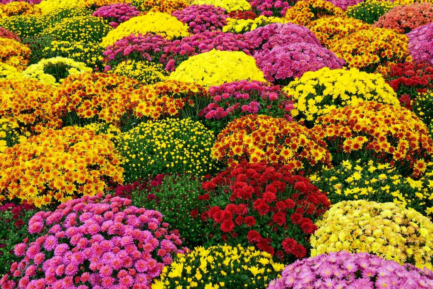 Mum Festival