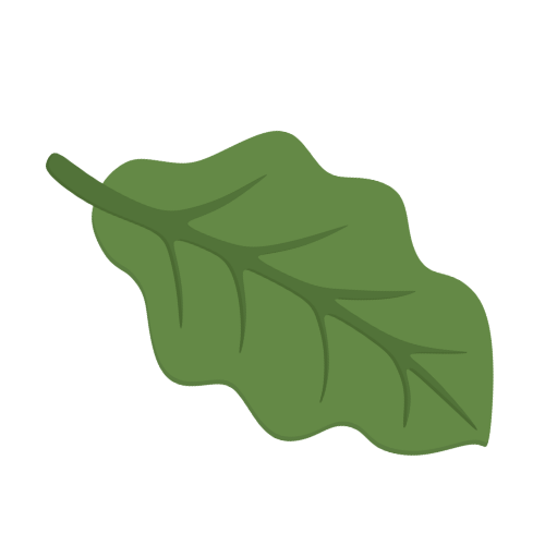Illustration of a green leaf with visible veins.