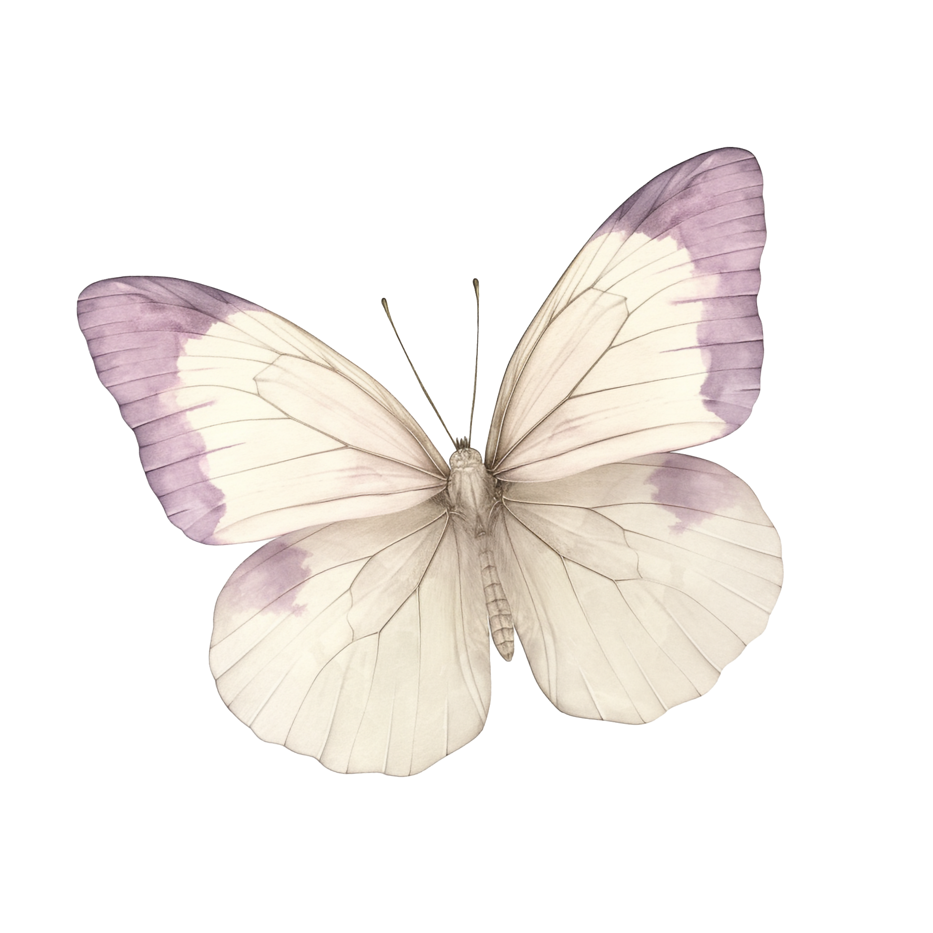 Close-up of a white butterfly with violet-tinted wings and black antennae on black background.