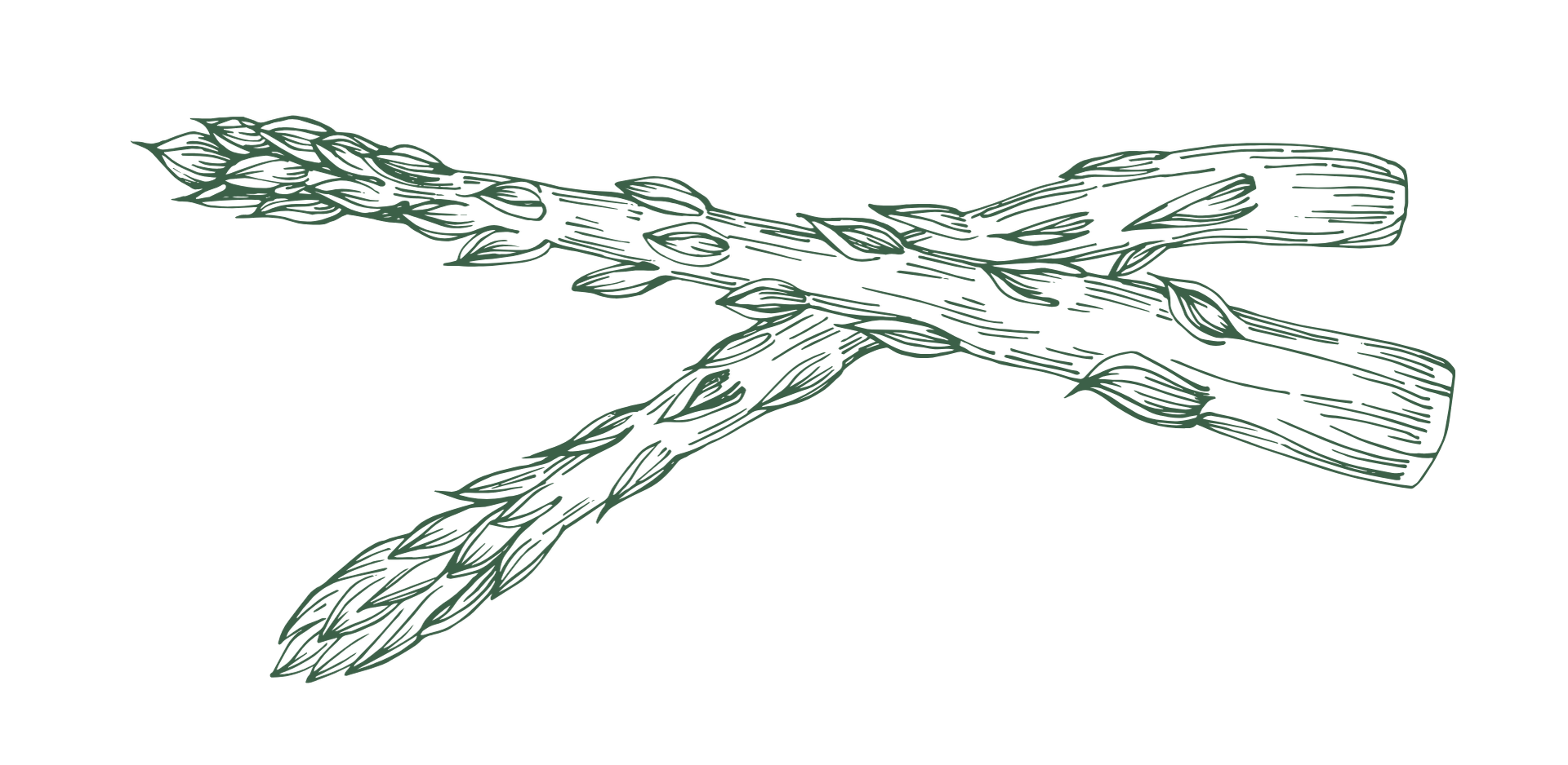 Line drawing of crossed braids of rosemary with two wooden spoons.