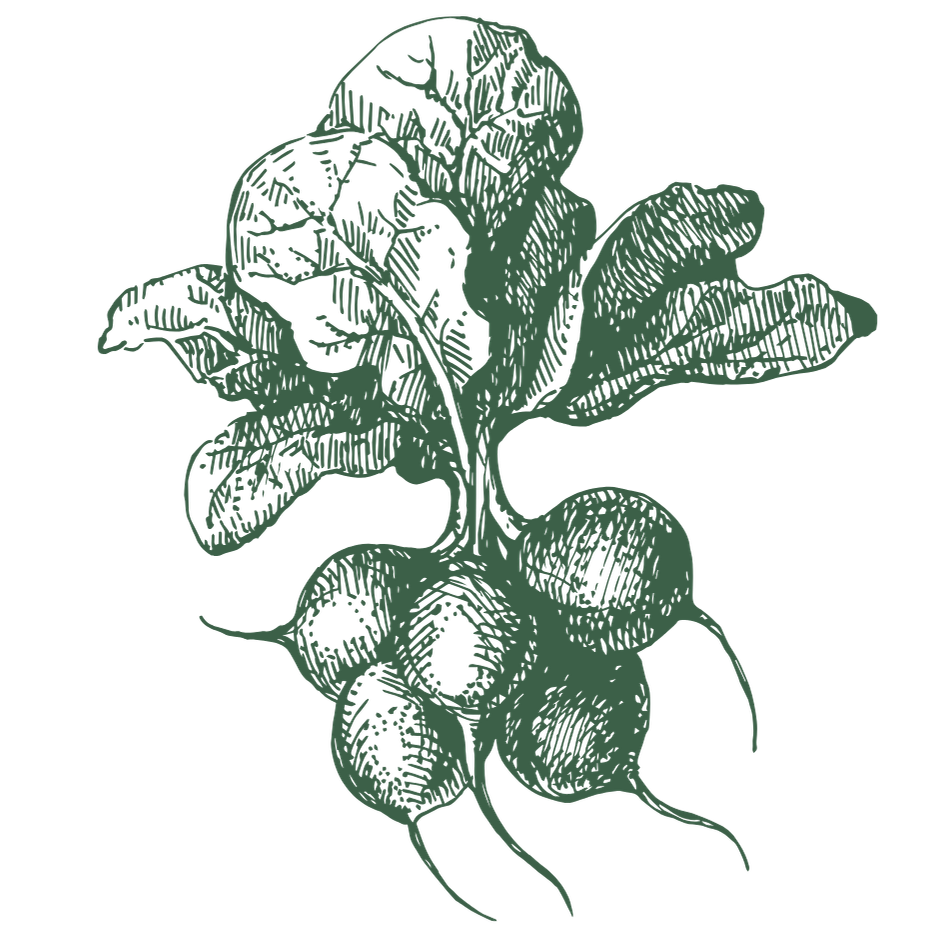 A botanical illustration of a plant with large leaves and round fruits or seed pods hanging from its stem.