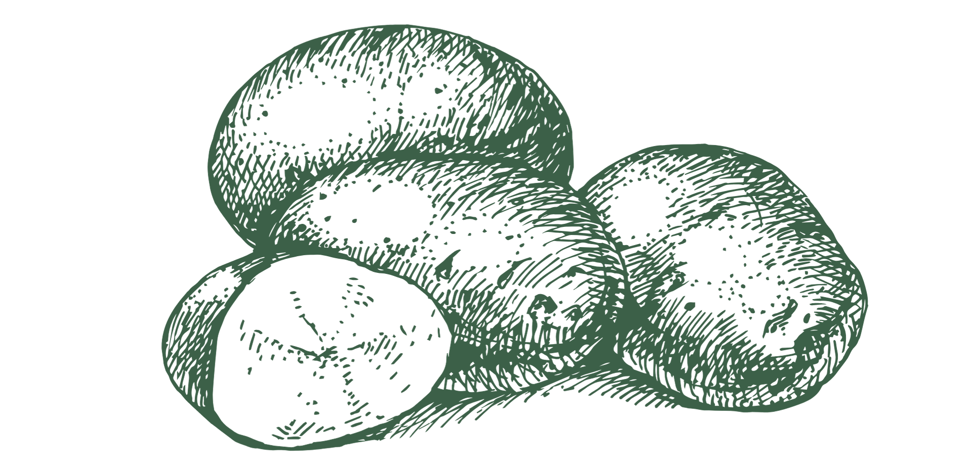 A vintage-style illustration of a bunch of blueberries.