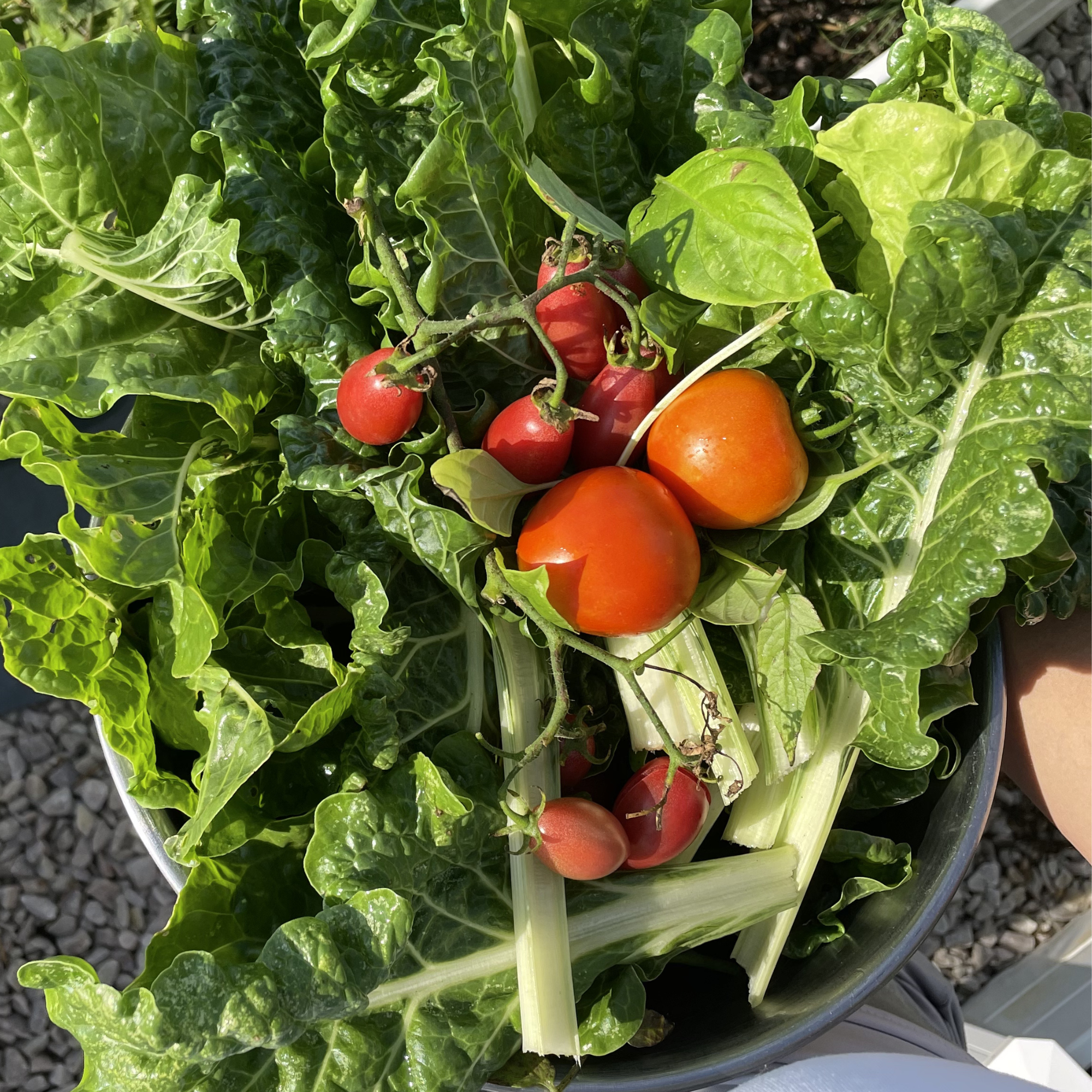 Fresh green lettuce leaves with ripe red tomatoes in a silver bowl on a gravel surface.