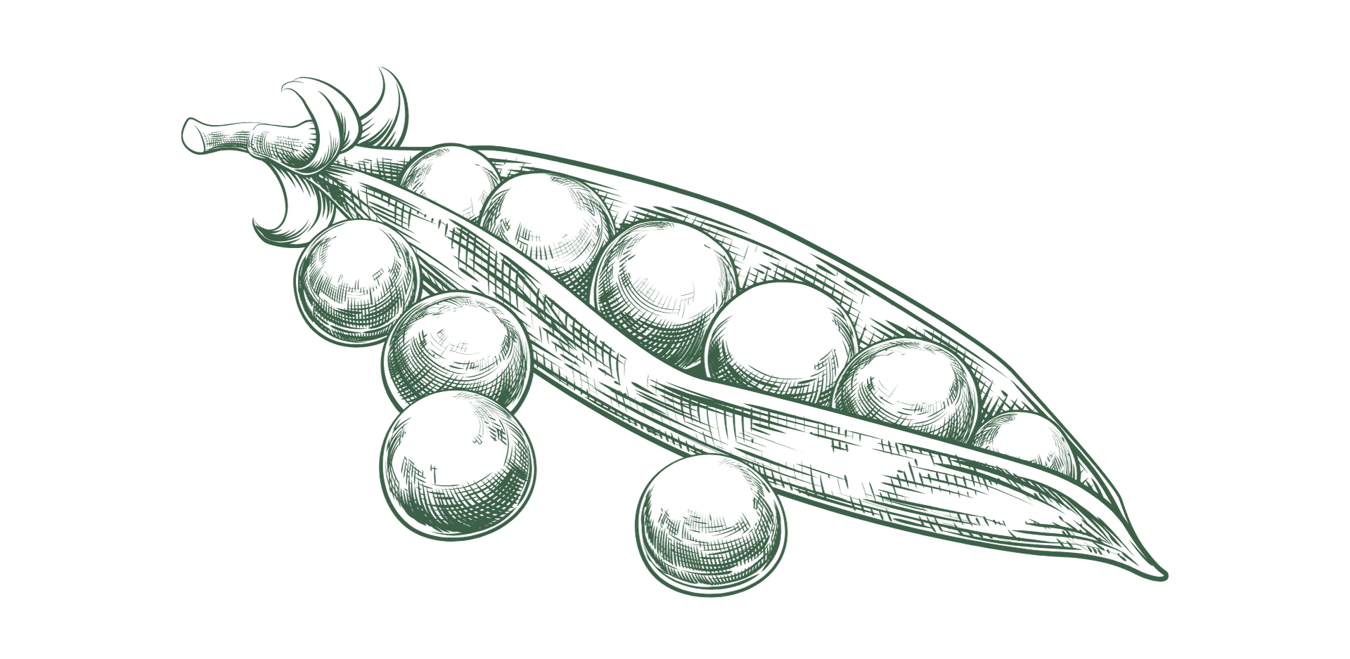 Line drawing of a green pea pod with seven peas inside, some peas have reflections.
