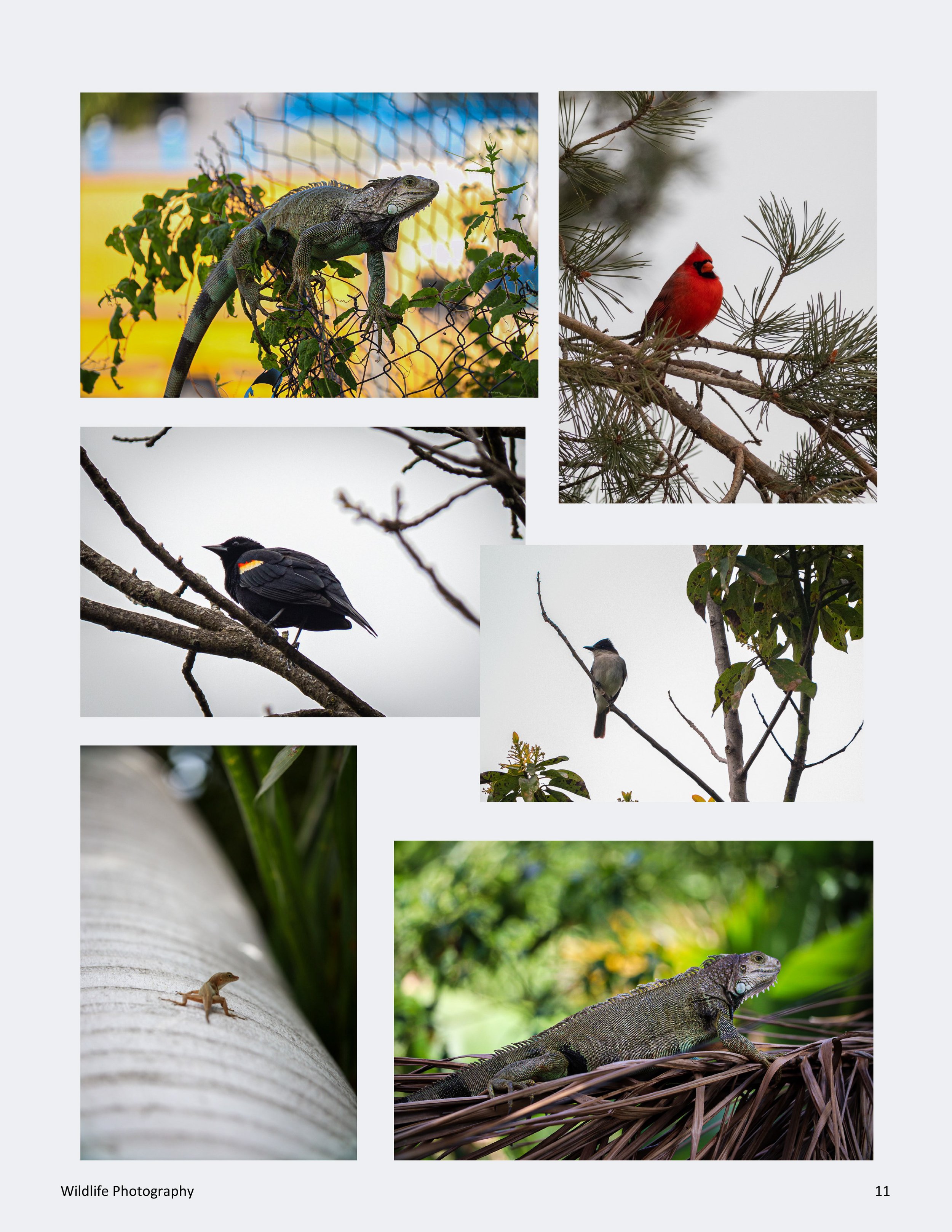WildlifePhotographyMagazine3-11.jpg