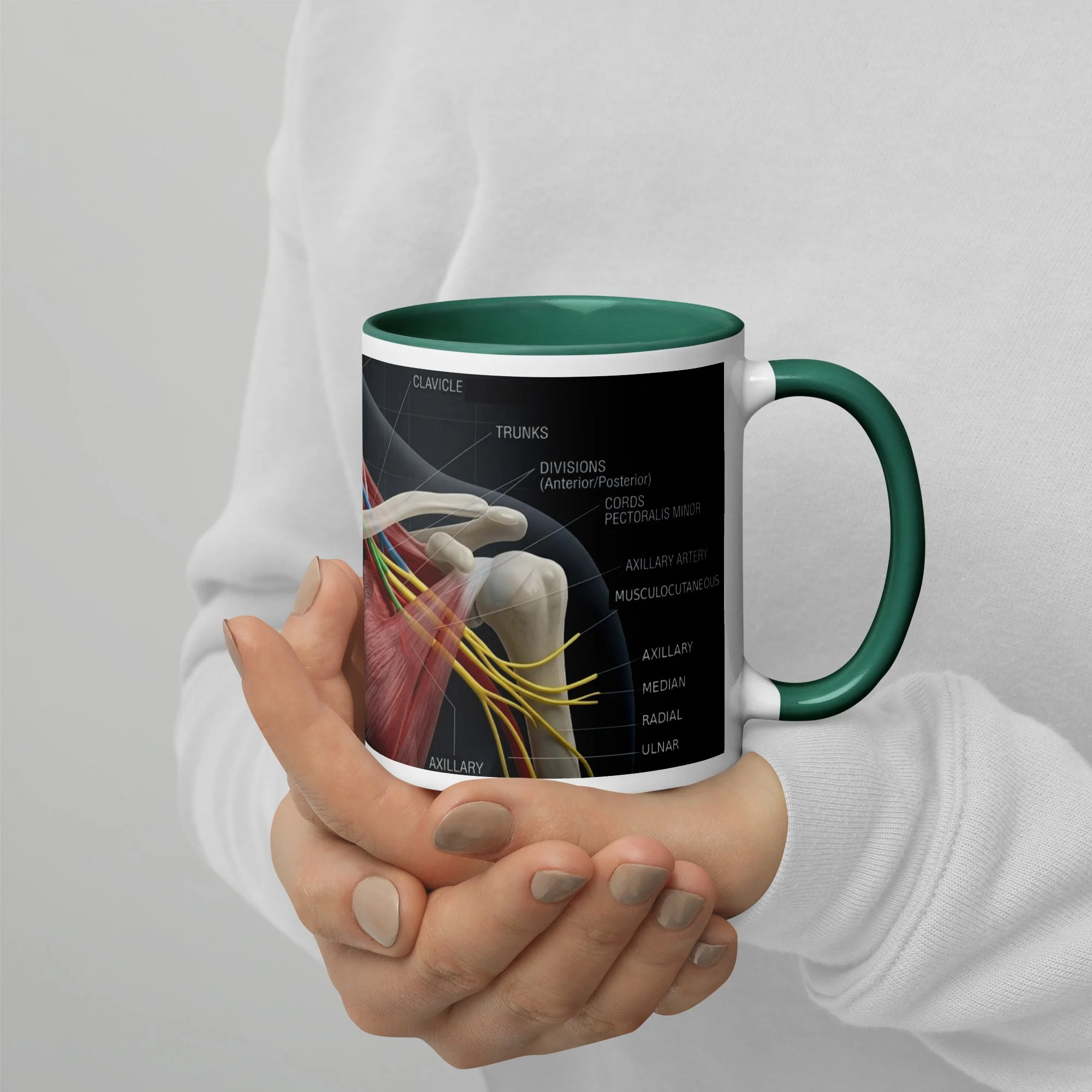 Brachial Plexus Mug