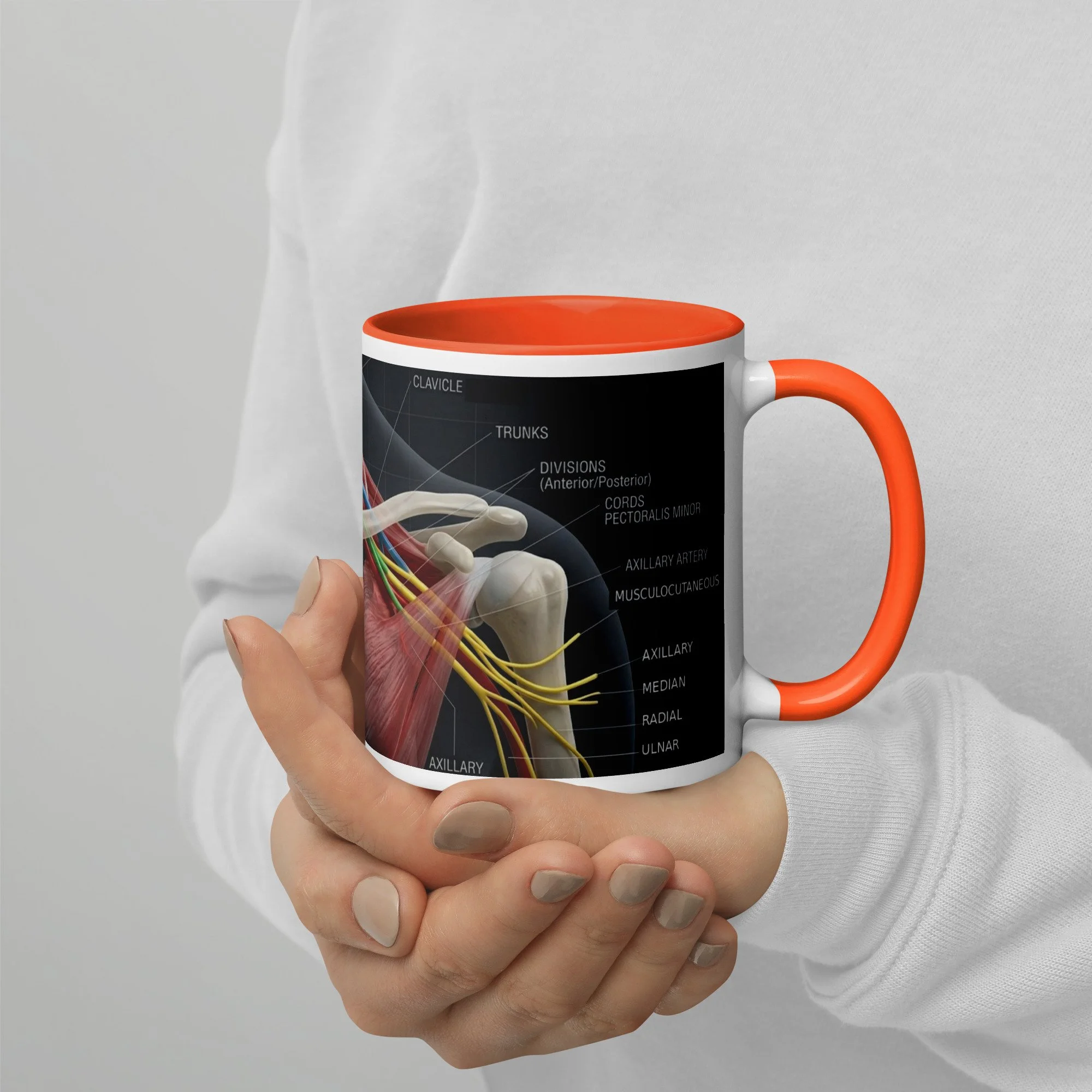 Brachial Plexus Mug
