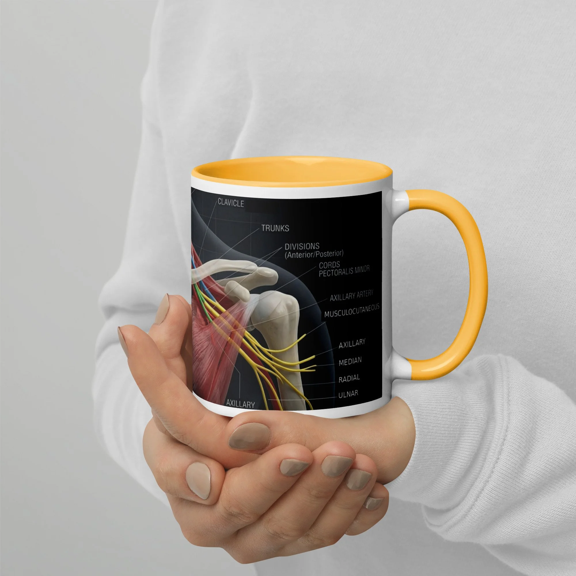 Brachial Plexus Mug