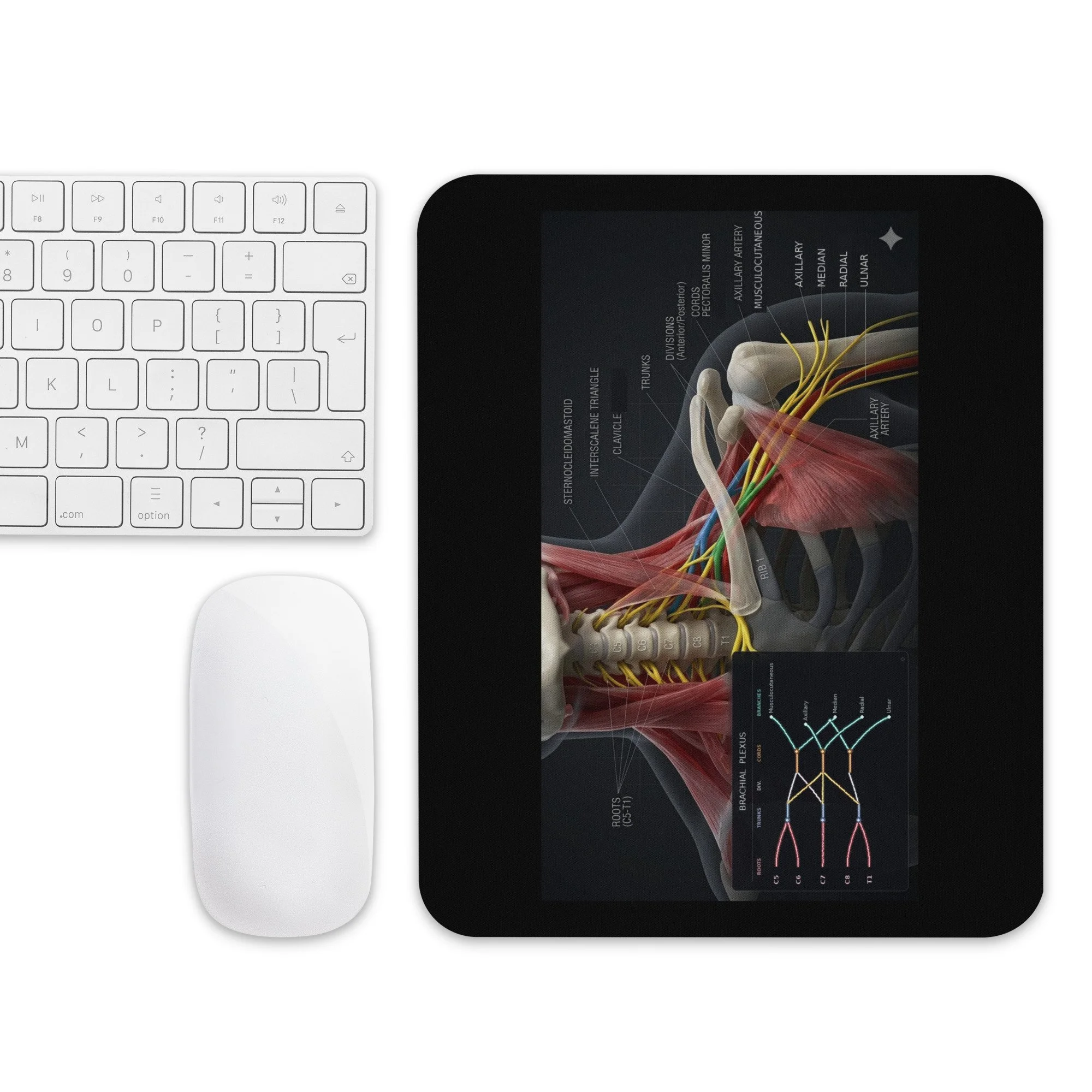 Brachial Plexus Mouse Pad