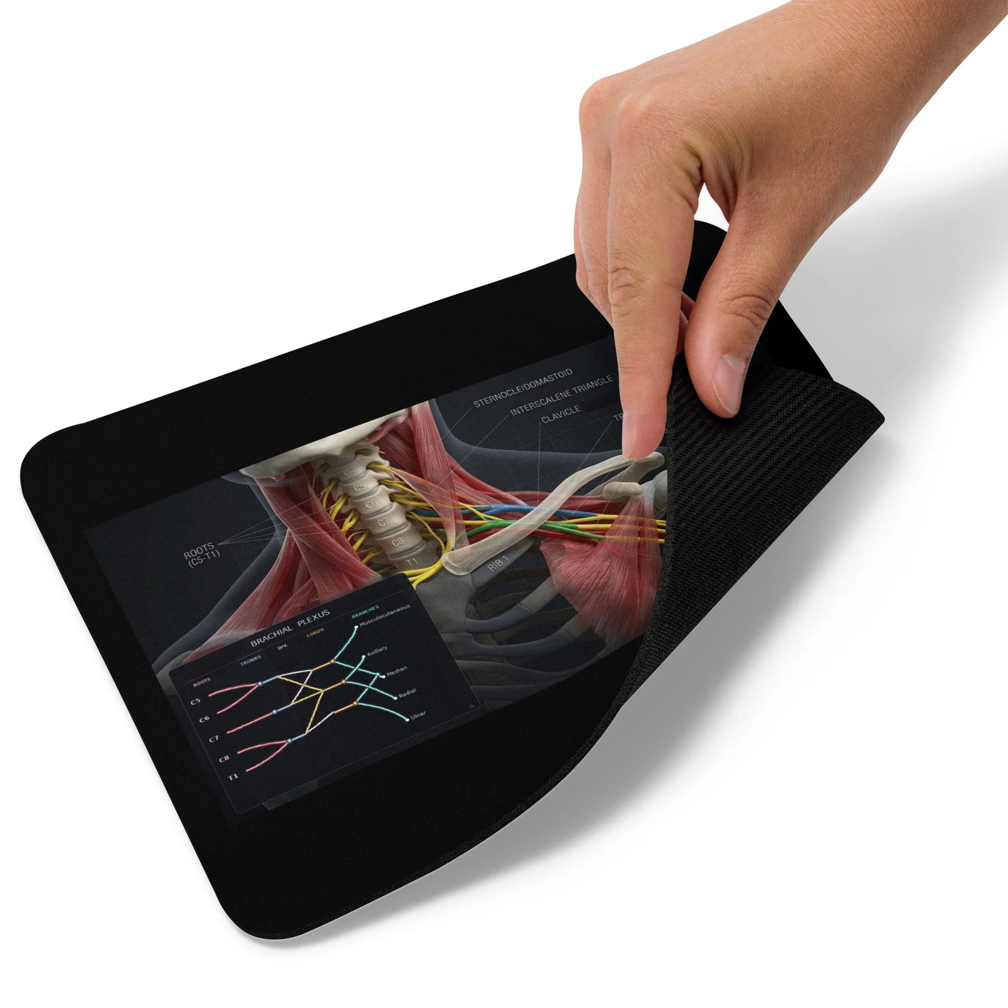 Brachial Plexus Mouse Pad