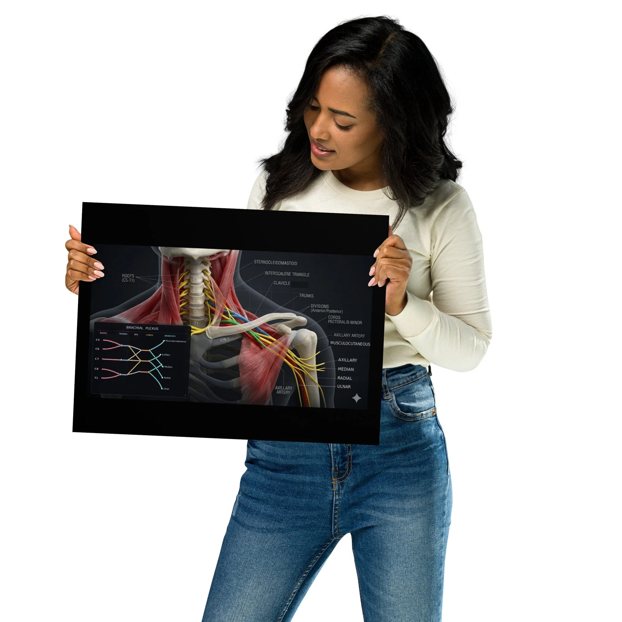Brachial Plexus Poster