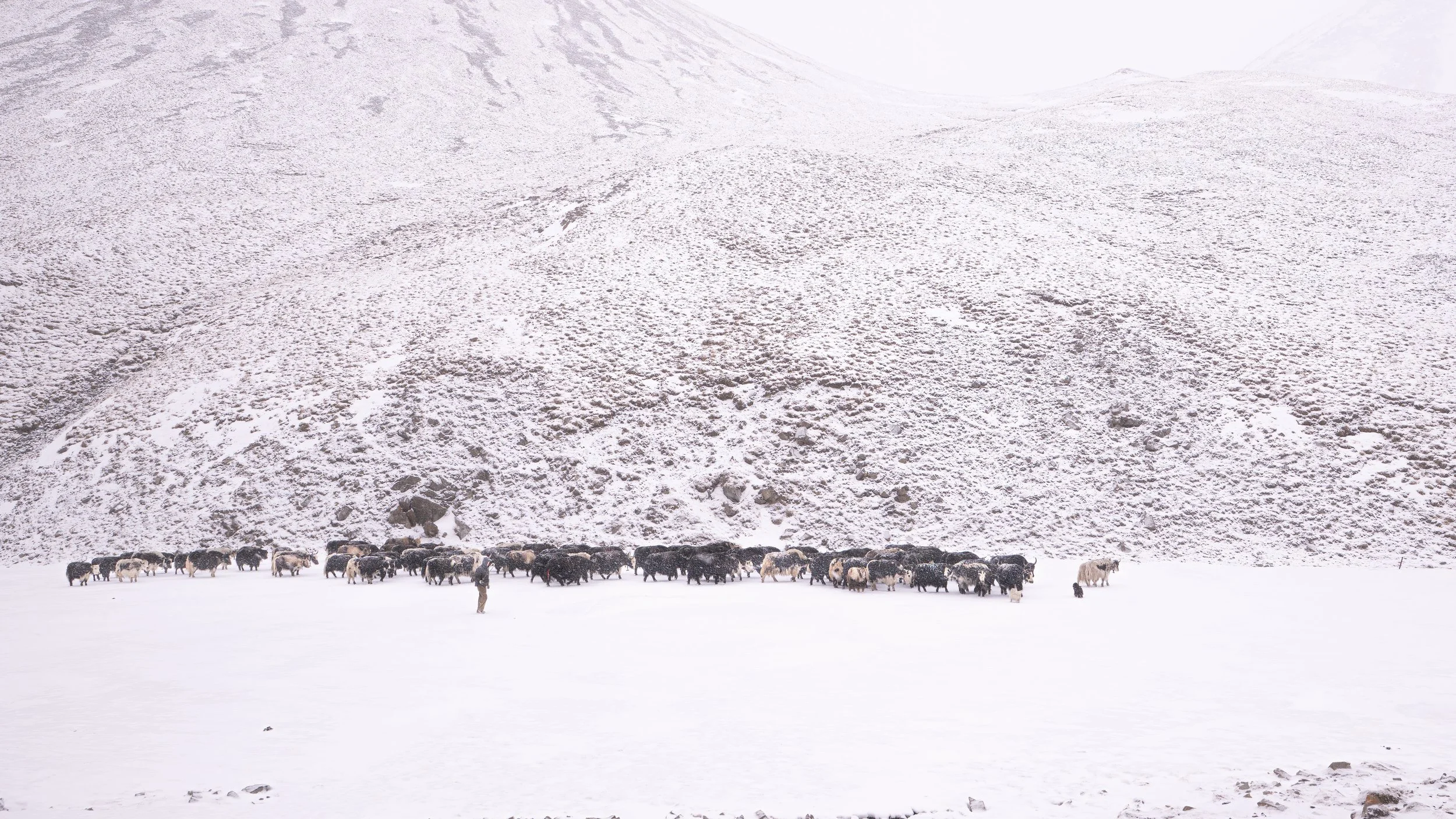 A yak herder guiding his herd through a stormy, snowy morning in Yushu, Sanjiangyuan.