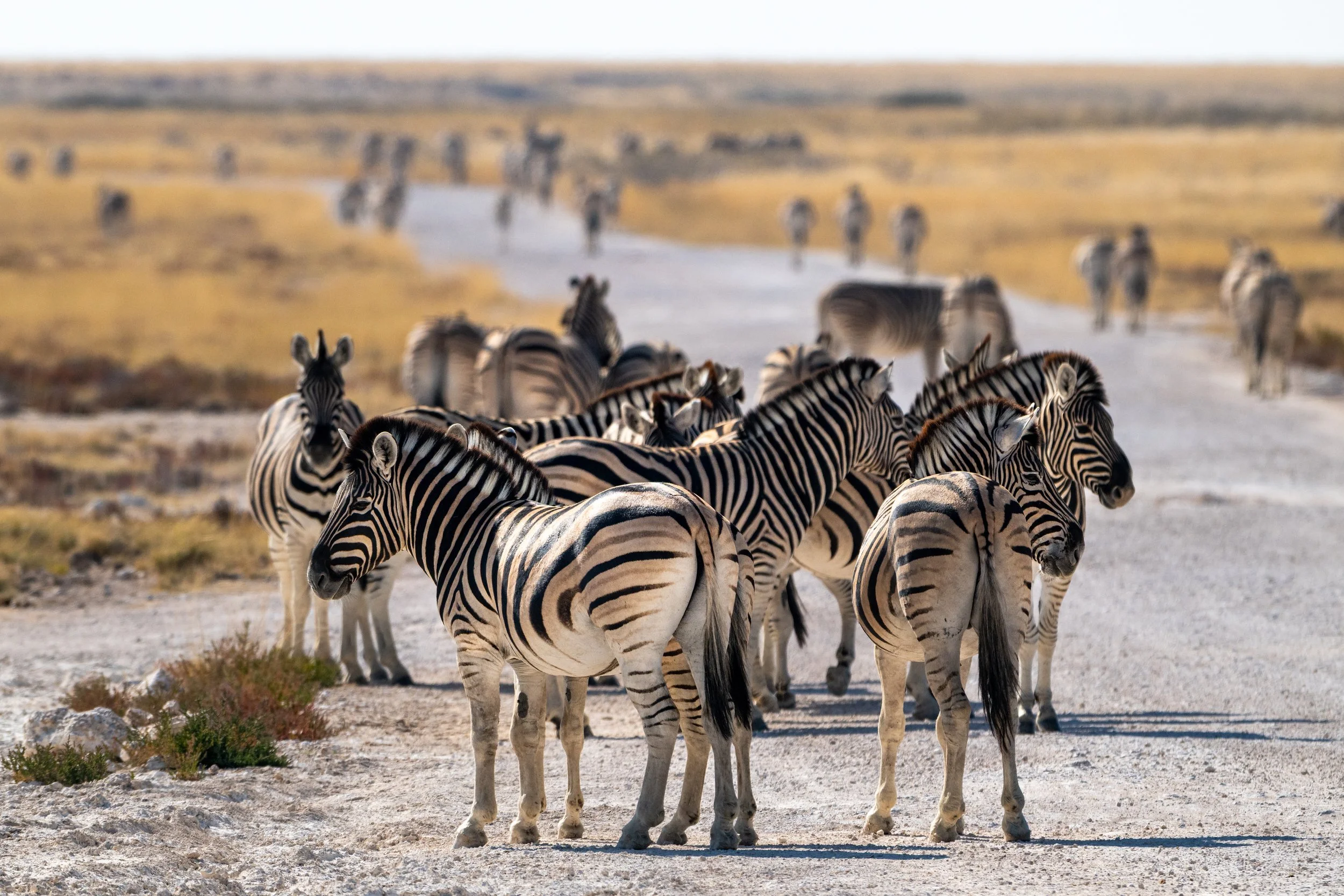 A herd of zebras walking across a dry, open landscape with some sparse vegetation and a river or water feature in the background.