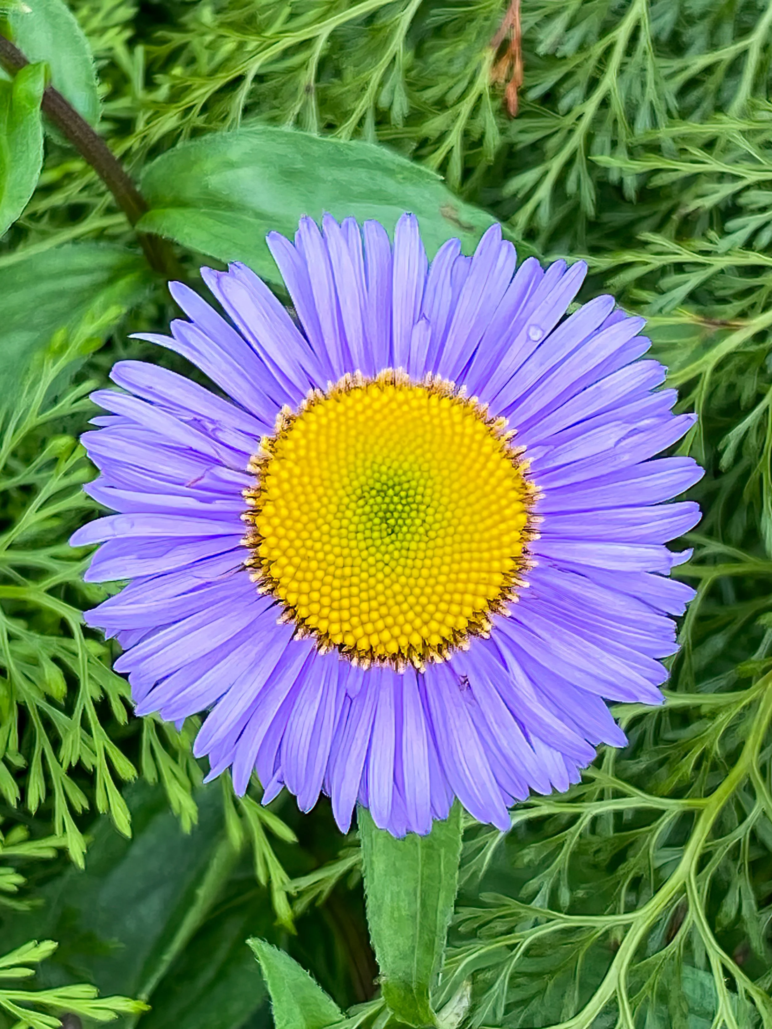 Himalayan Fleabane, valley of flowers