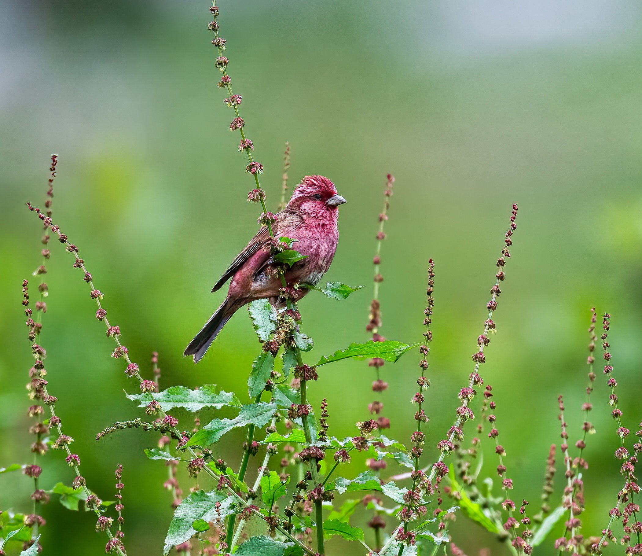 Pinked Browed Rosefinch Himalayas