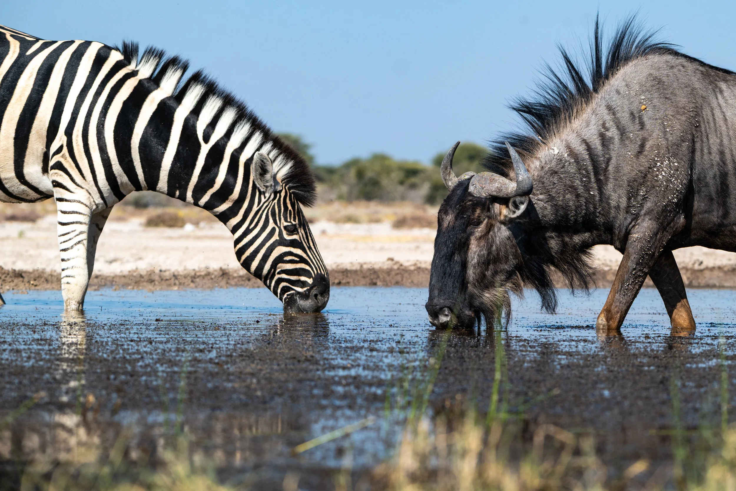 A zebra and a wildebeest standing in shallow water, drinking.
