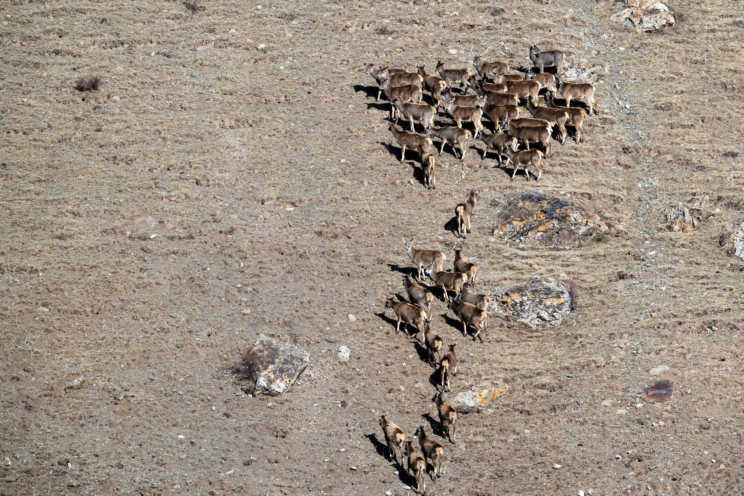 aerial view of a herd of white lip deer on the mountain top of Yushu, Sanjiangyuan