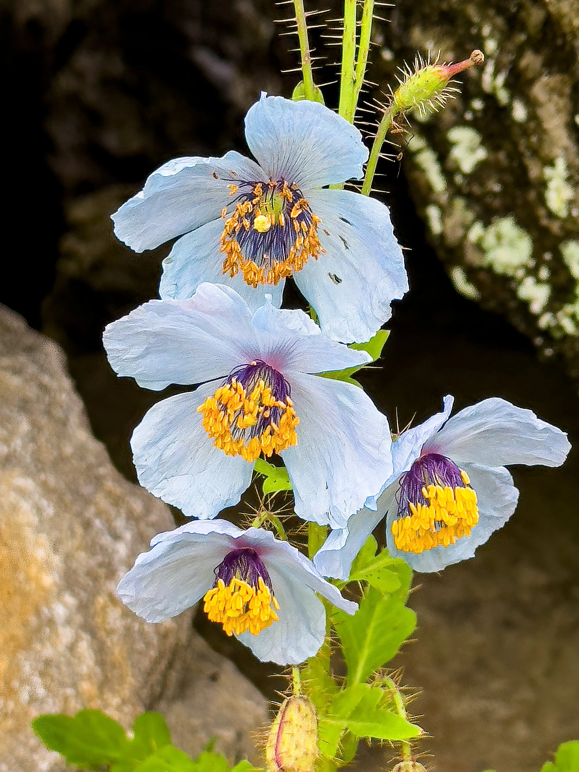 Himalayan Blue Poppy
