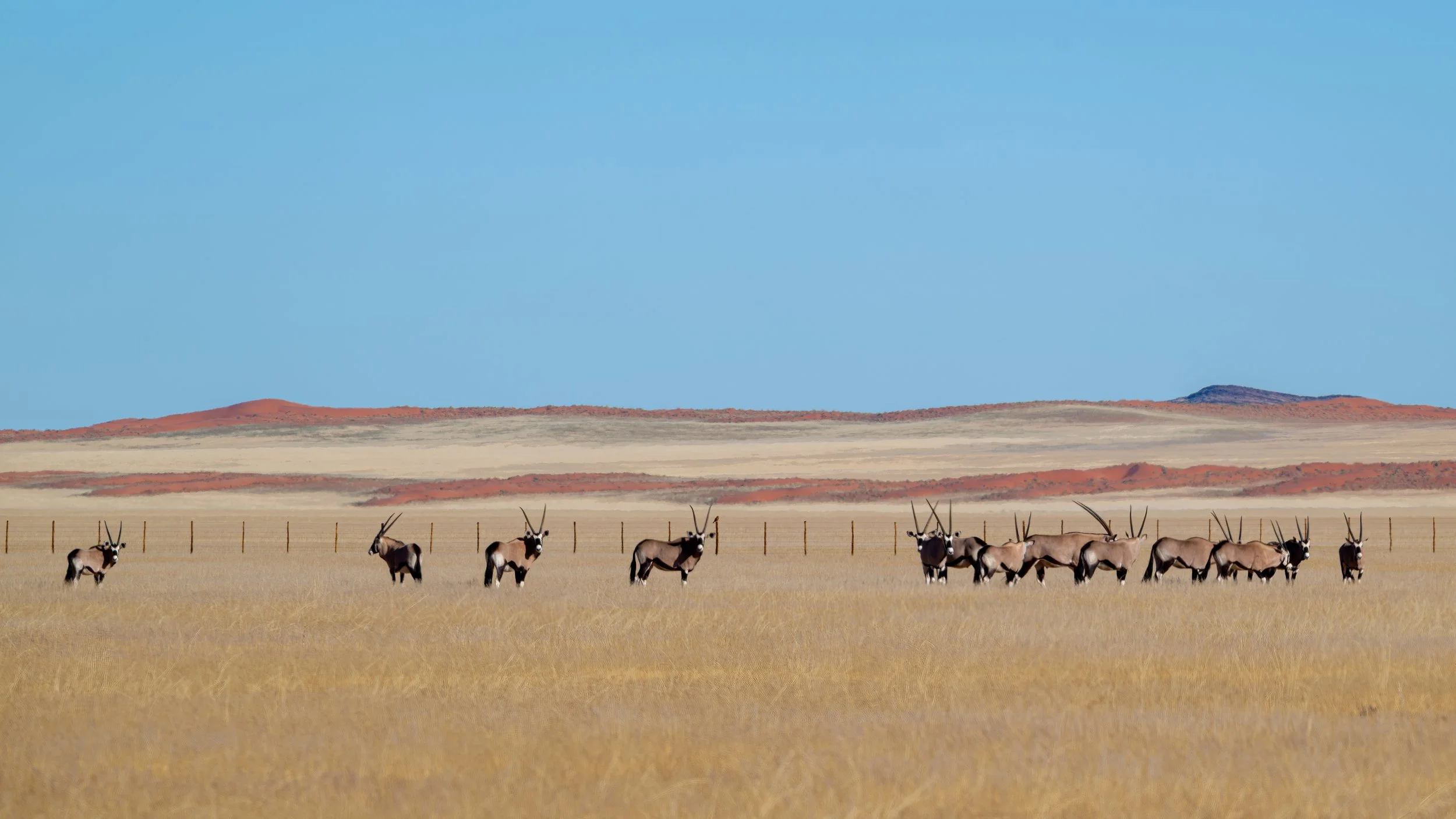 A herd of oryx antelopes standing on grassy plains with a fence in the foreground and colorful mesas and a clear blue sky in the background.