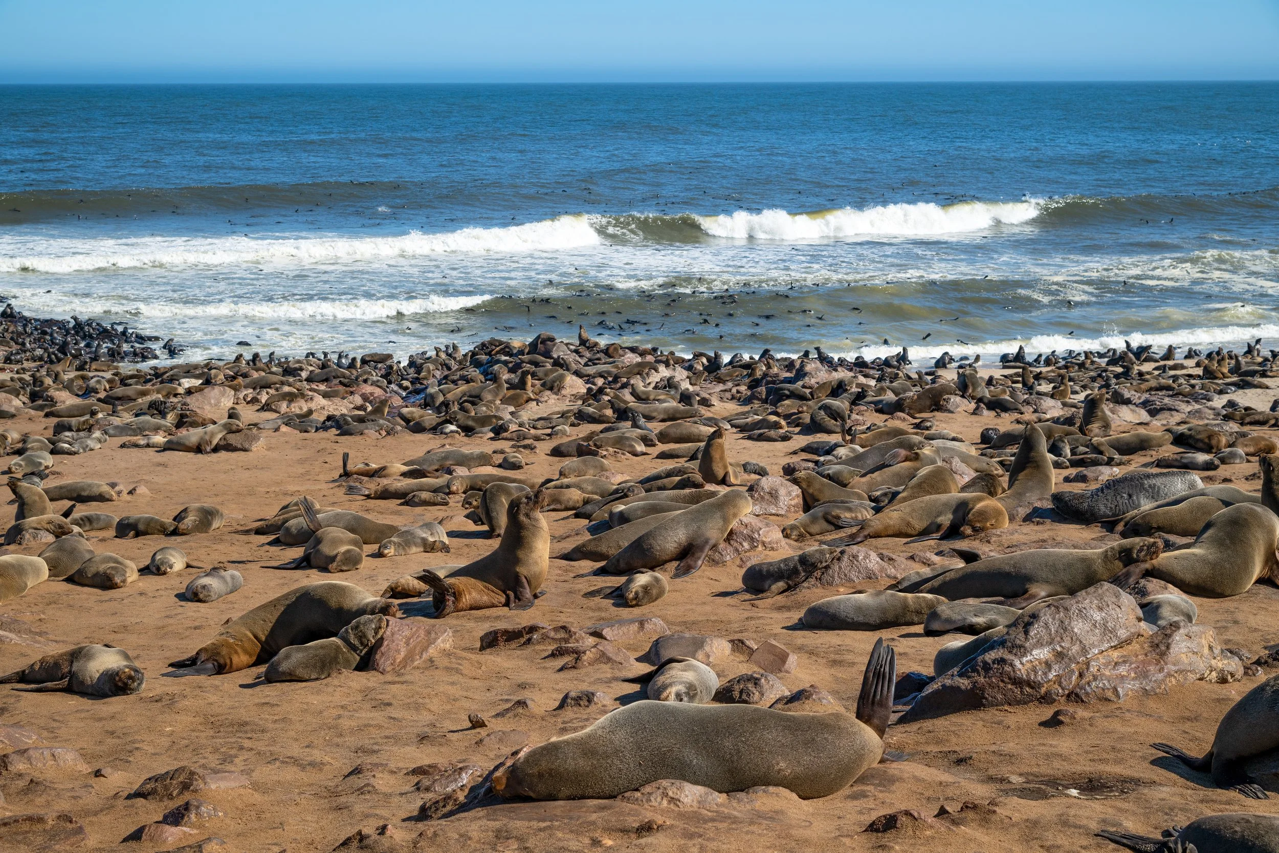 Many seals resting on a sandy beach near the ocean, with waves and birds in the water in the background.