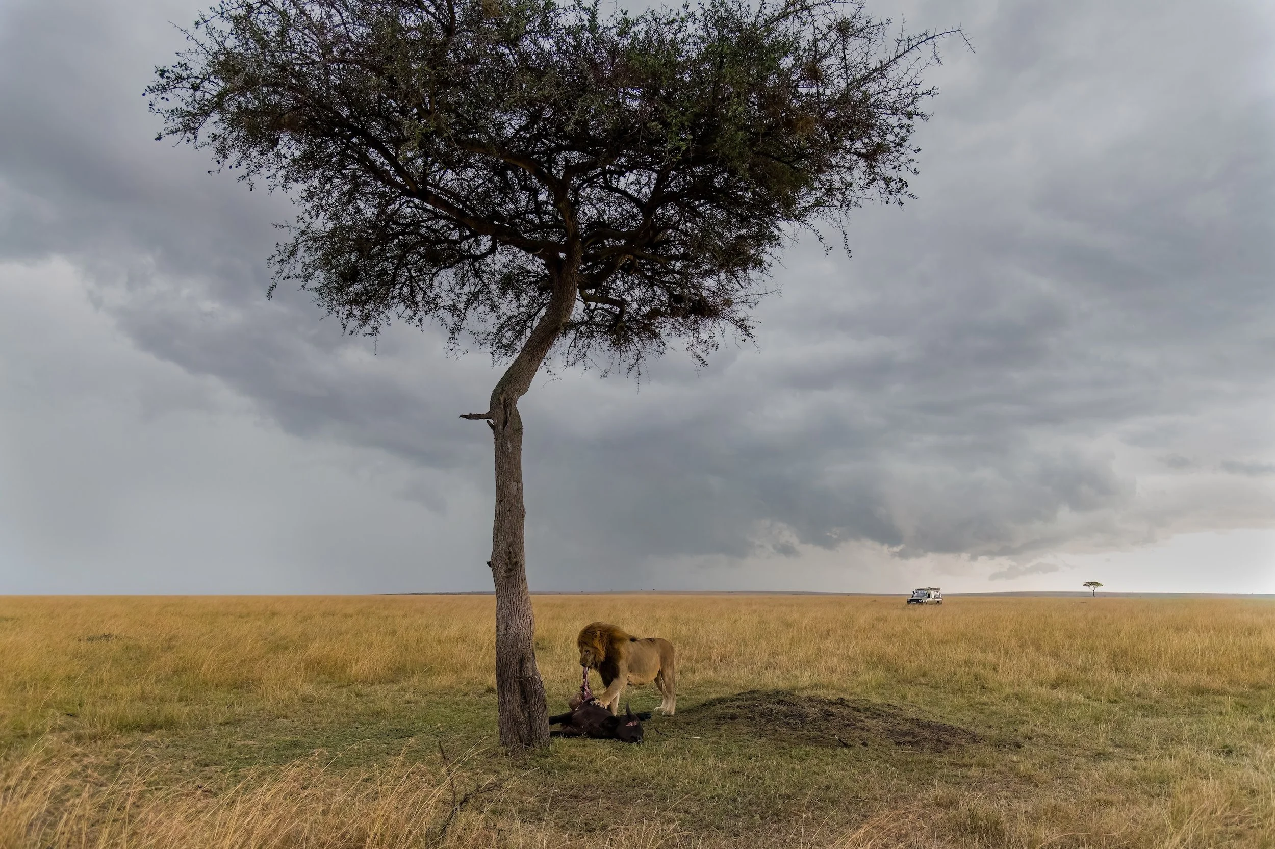 A lone male lion having a feast of buffalo under a tree with dark clouds overhanging, in Massai Mara, Kenya.  (肯尼亚,东非))