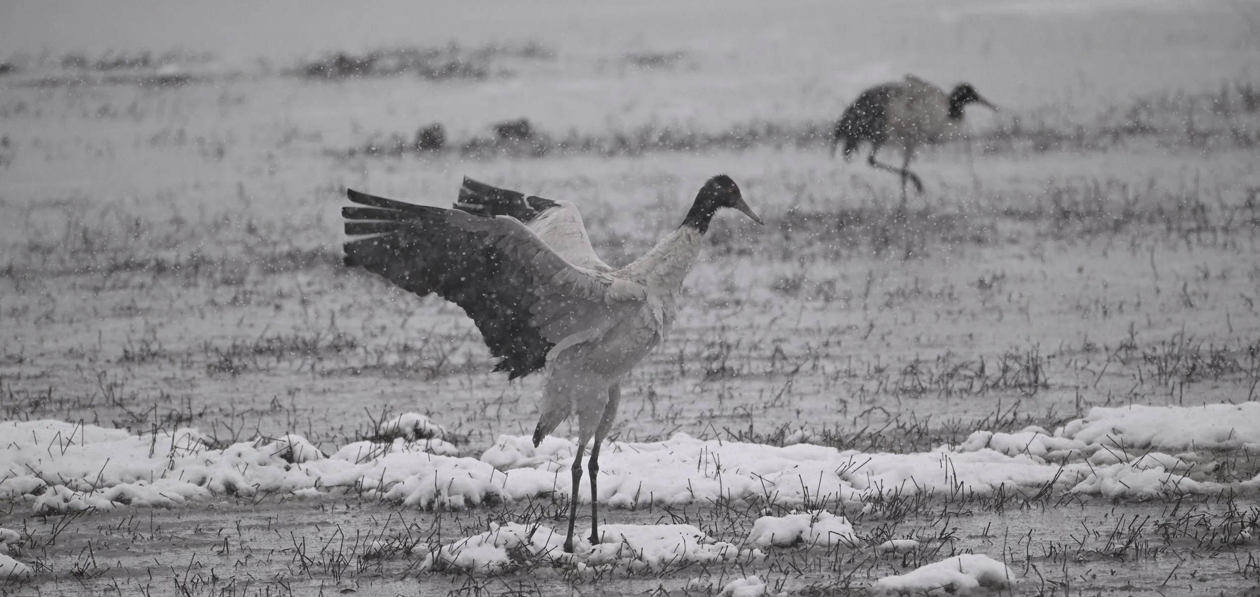 Dancing black neck crane in early March in Shangrila, Yunnan (香格里拉,云南)