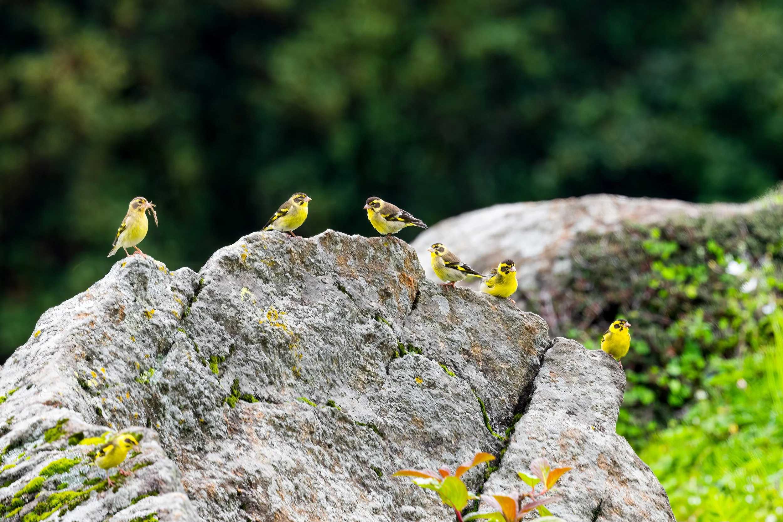 Yellow-breasted Greenfinch