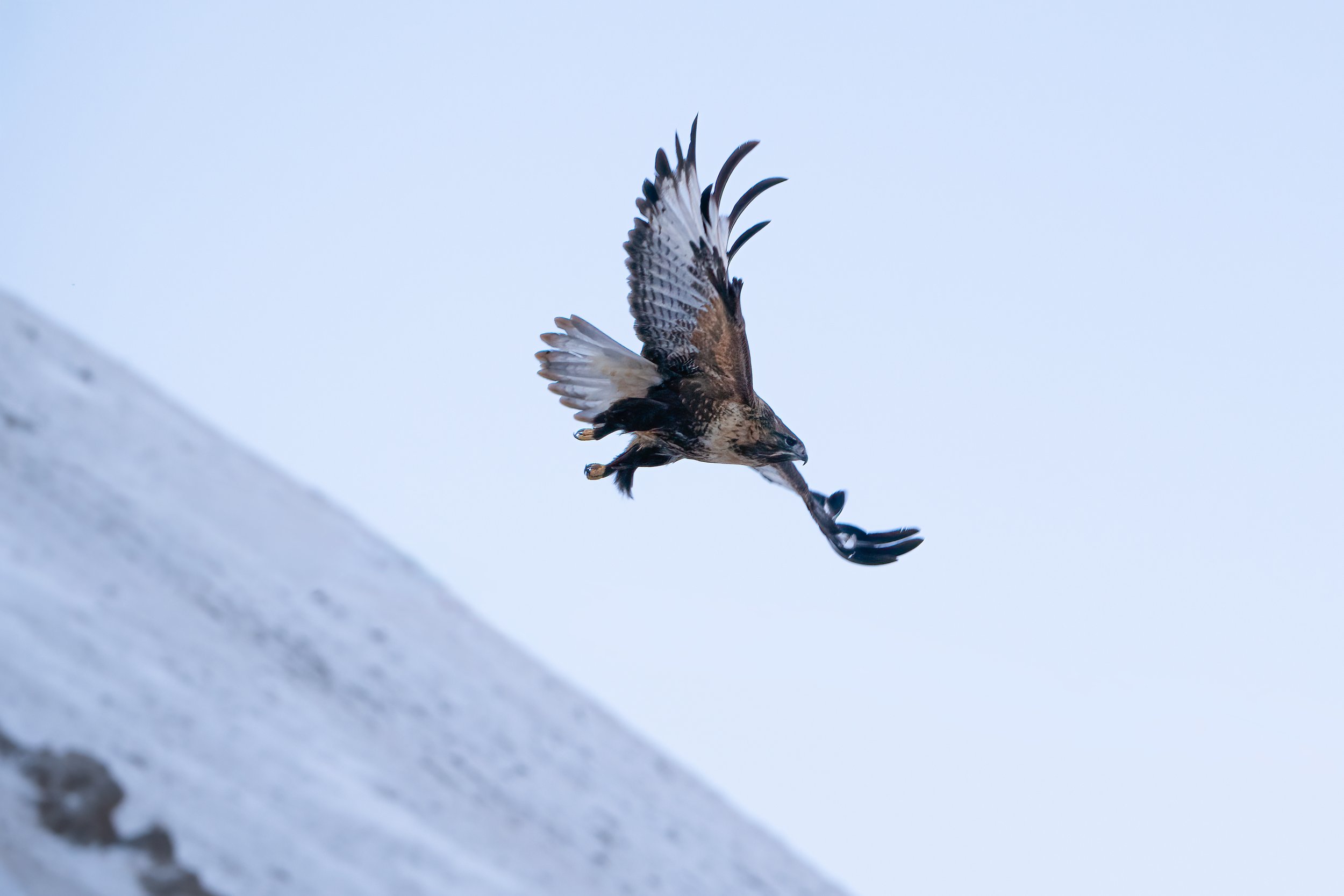 An Upland Buzzard spreading its wings and soaring across the snowy mountains of Sanjiangyuan, Yushu.