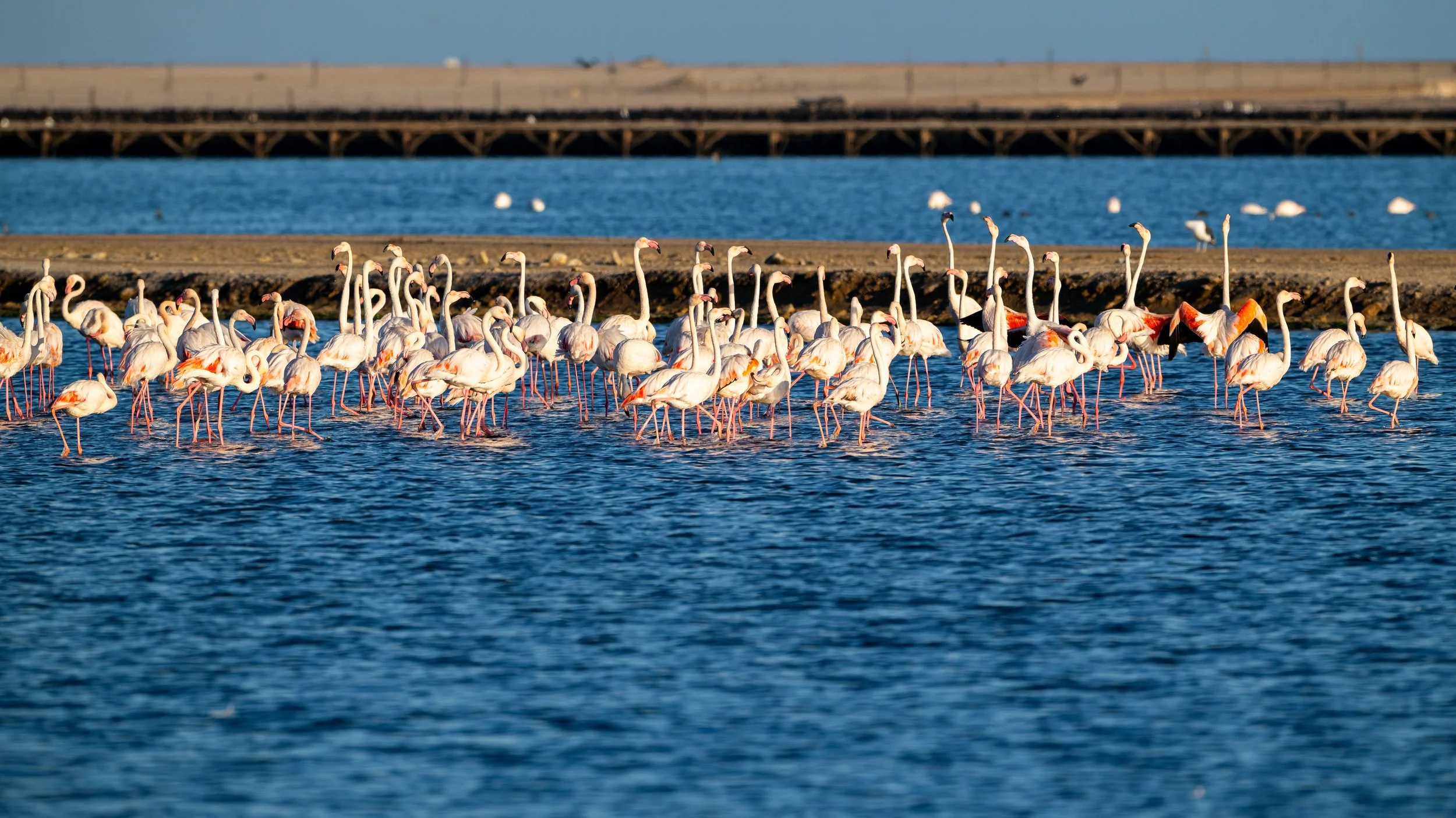 A large group of flamingos standing in shallow water near a rocky shoreline, with a bridge and blue sky in the background.
