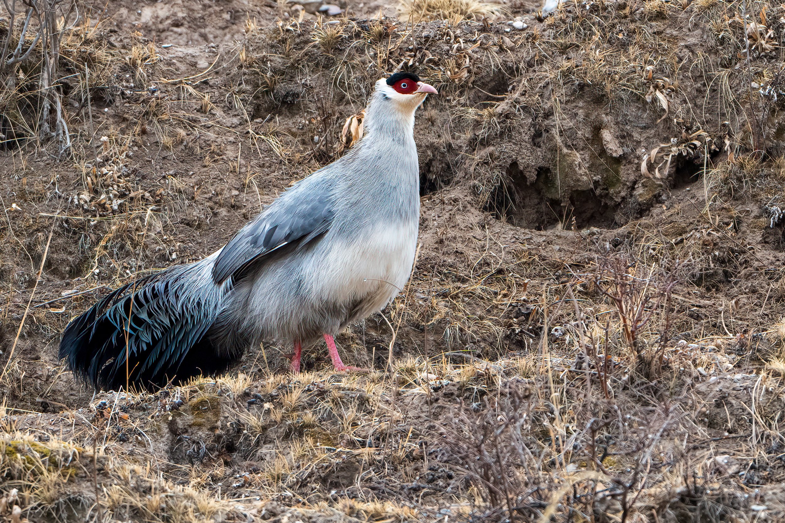 A White Eared Pheasant standing on a hill in Yushu, Sanjianyuan