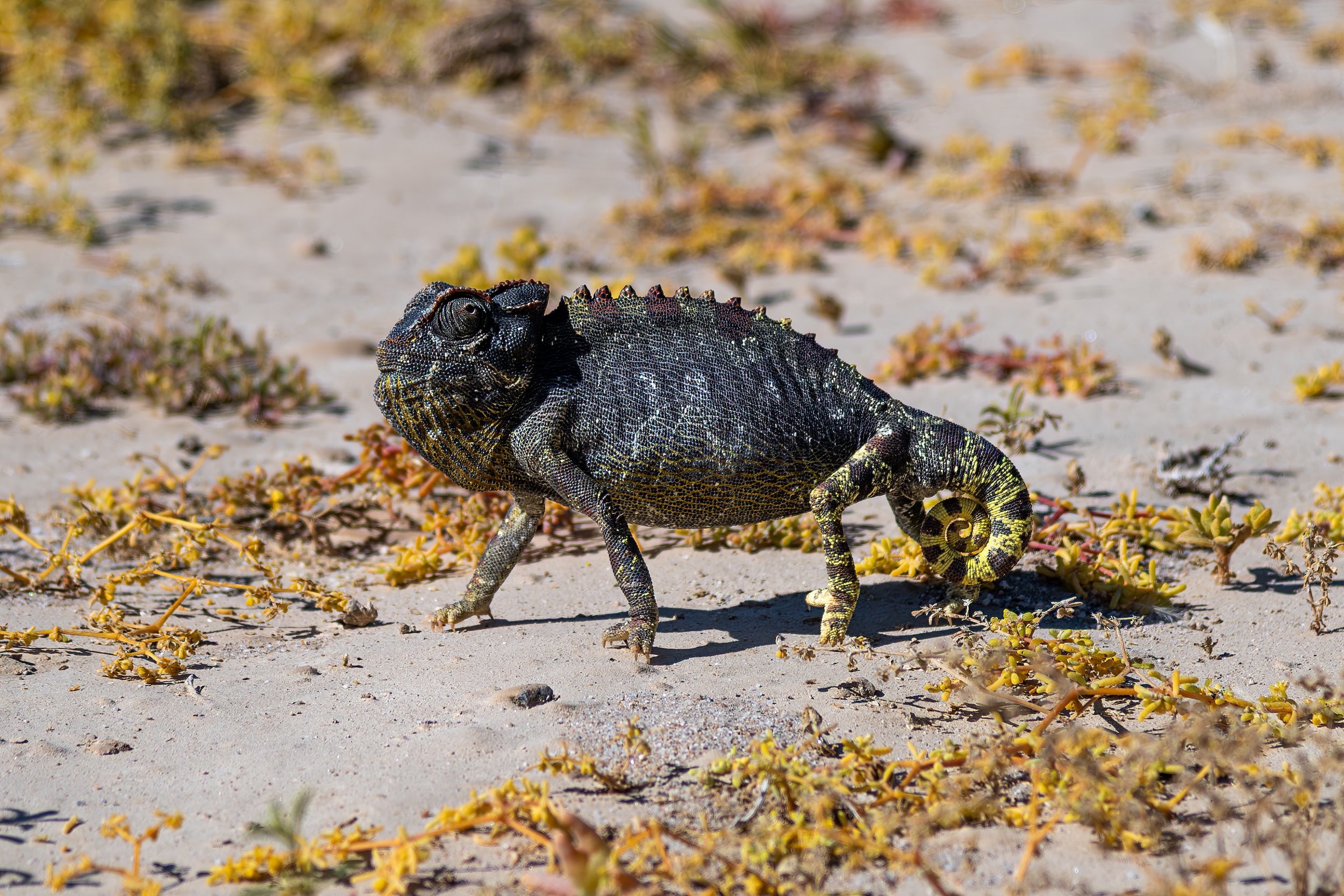 A colorful chameleon walking on sandy ground with sparse yellow-green plants.