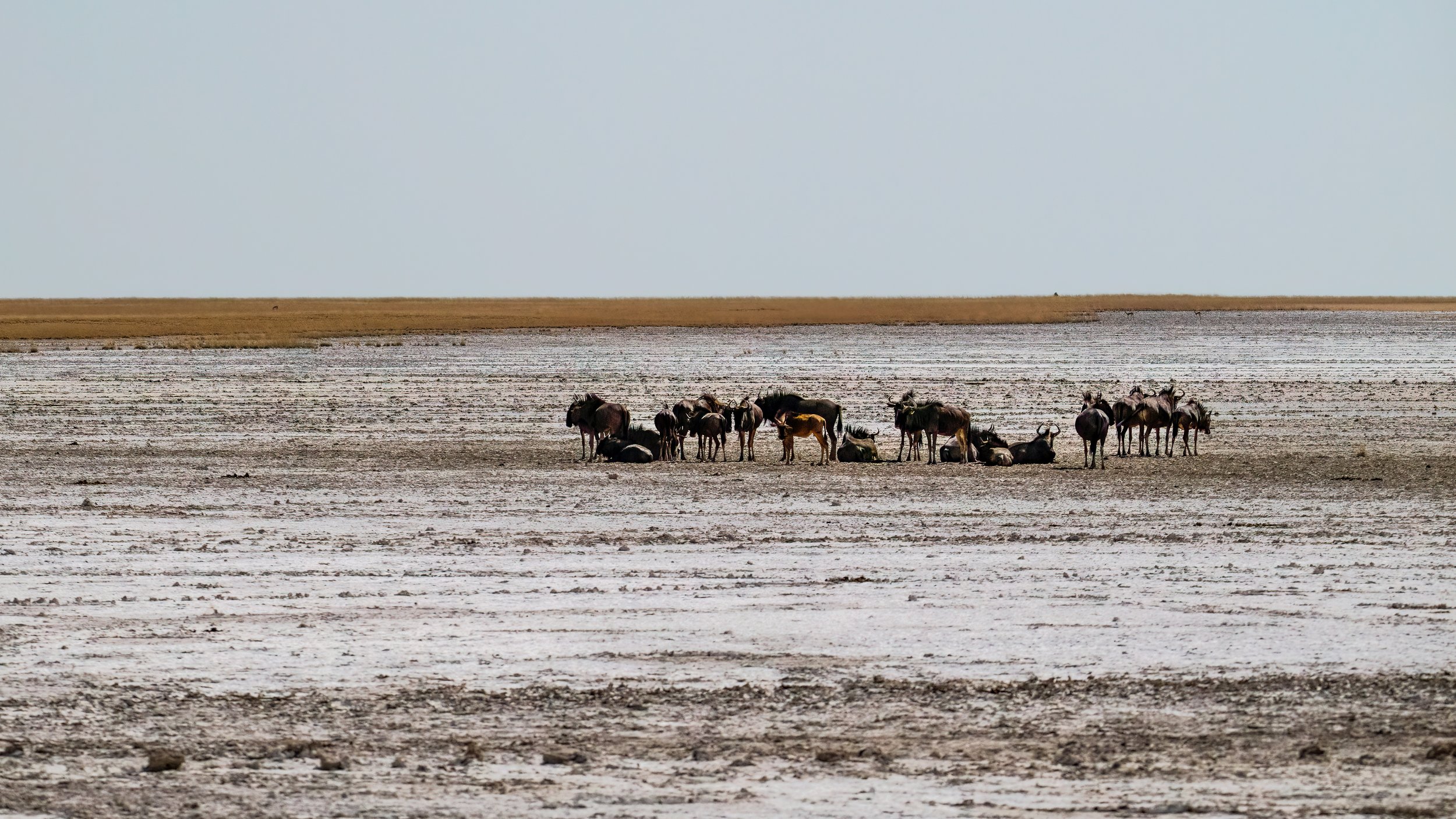 A group of wildebeests resting on a dry, cracked landscape with a distant grassy plain under a pale sky.