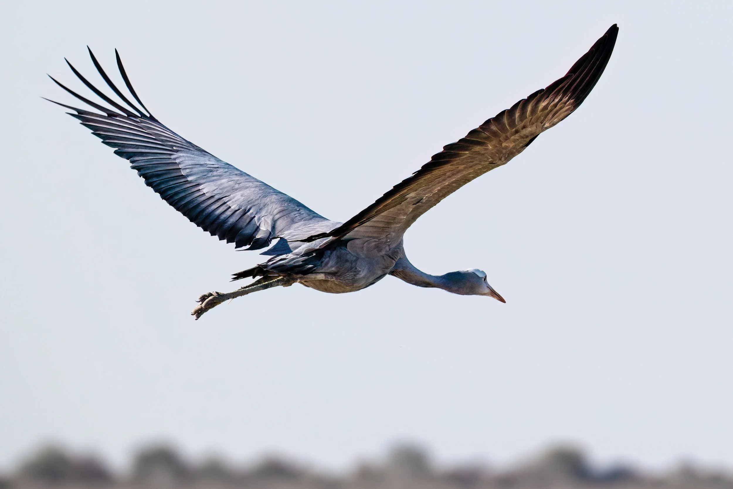 A heron flying in the sky with its wings spread wide.
