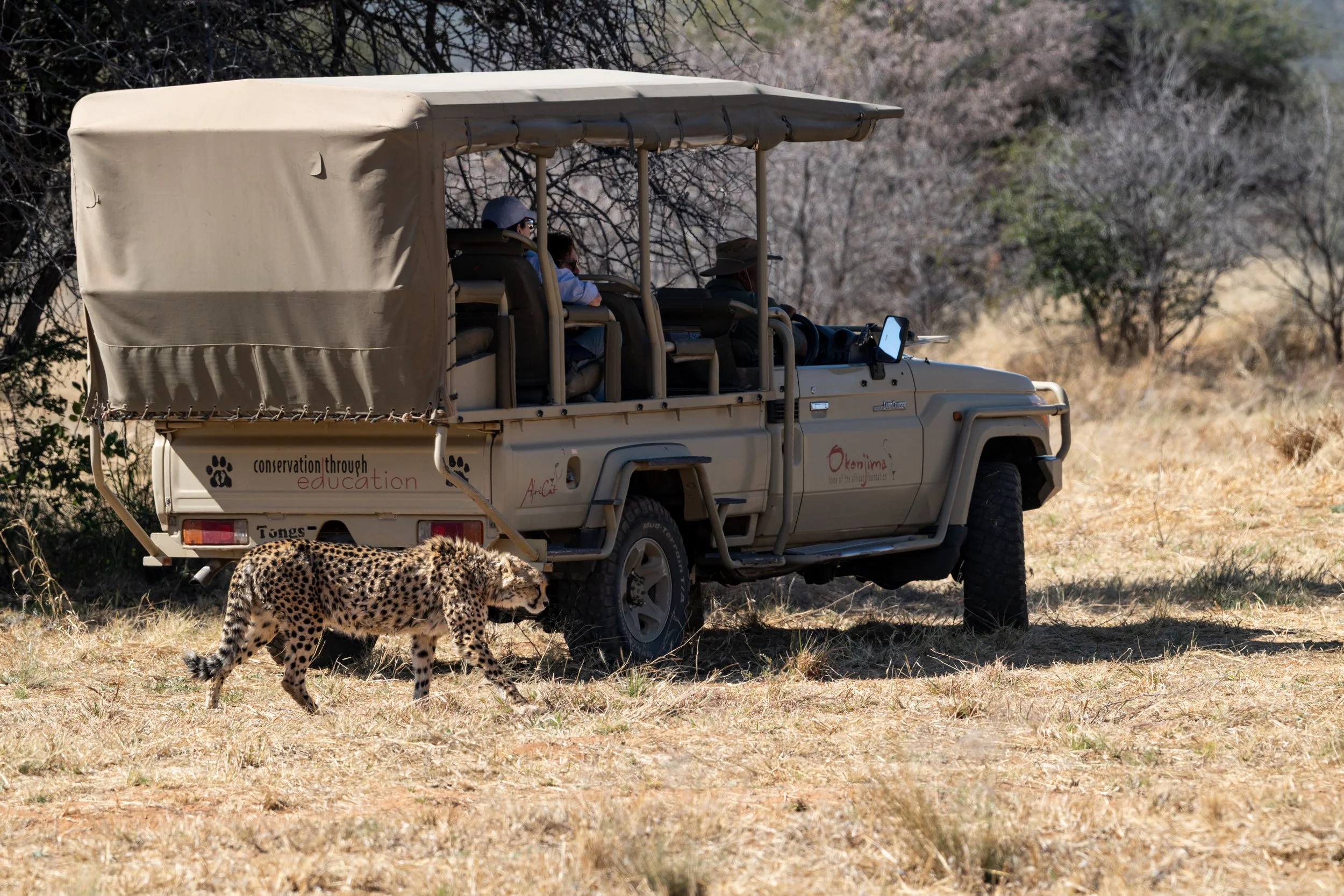 A beige safari vehicle with three people inside, observing wildlife in a dry, wooded landscape. A cheetah is walking in the foreground.