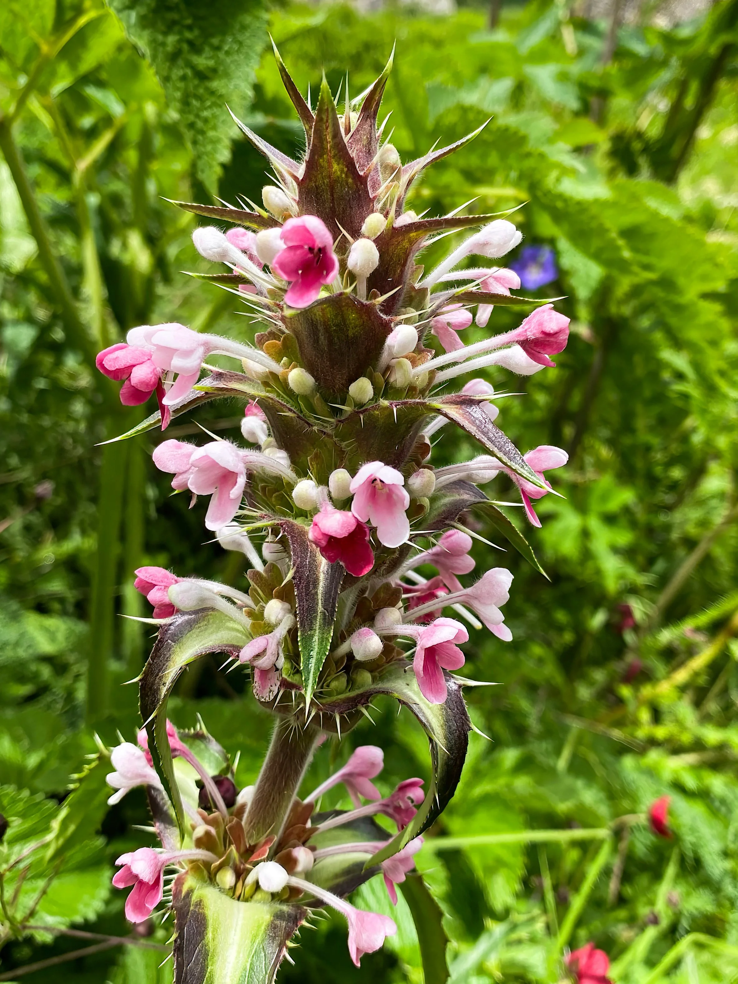 Himalayan Whorlflower