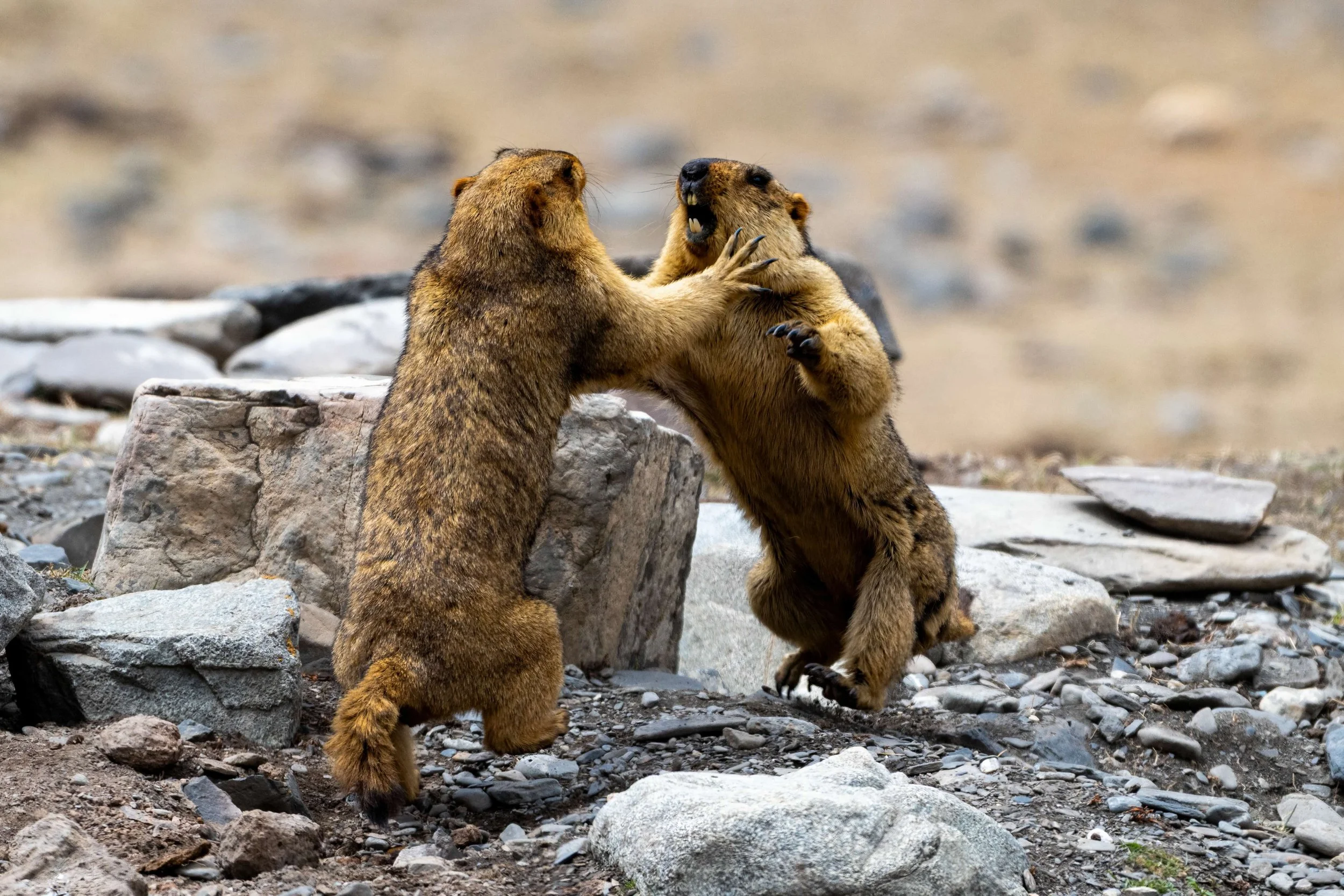 Two marmots practising fighting outside our accommodation at Yushu, Sanjianyuan (玉树,三江源)