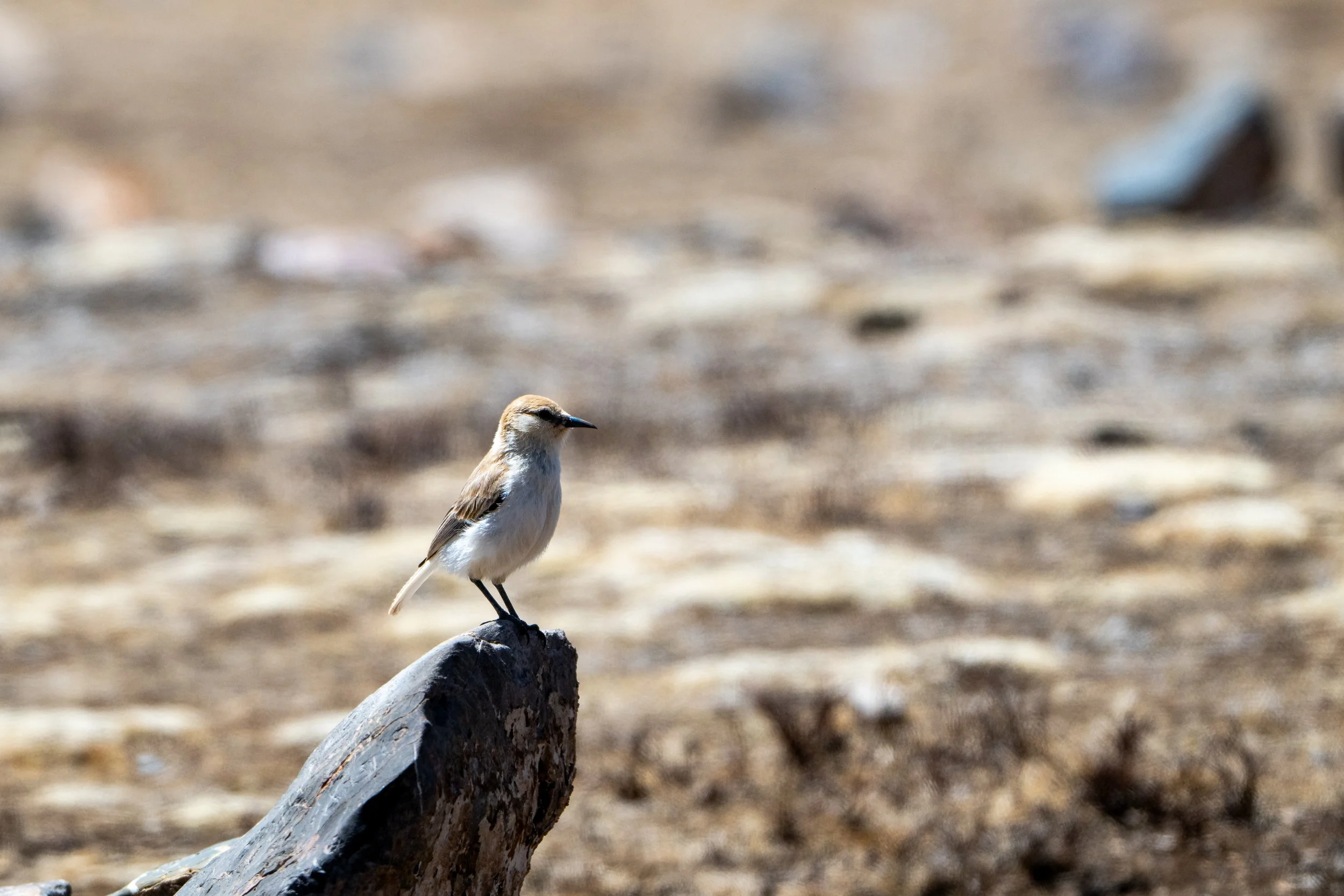A Ground Tit perched on top of a stone, bathed in beautiful sunlight in Yushu, Sanjiangyuan.