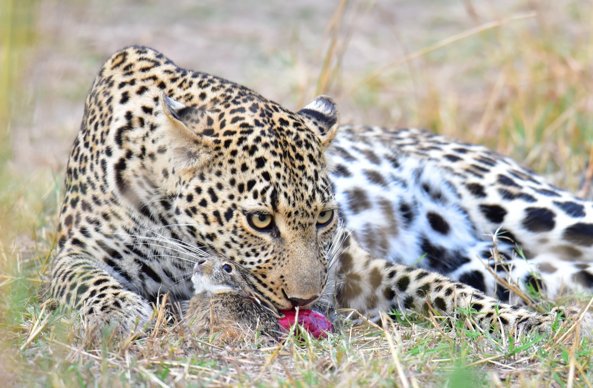 A female leopard devours a hare on the grassy plains of the Massai Mara National Reserve in Kenya (肯尼亚,东非))