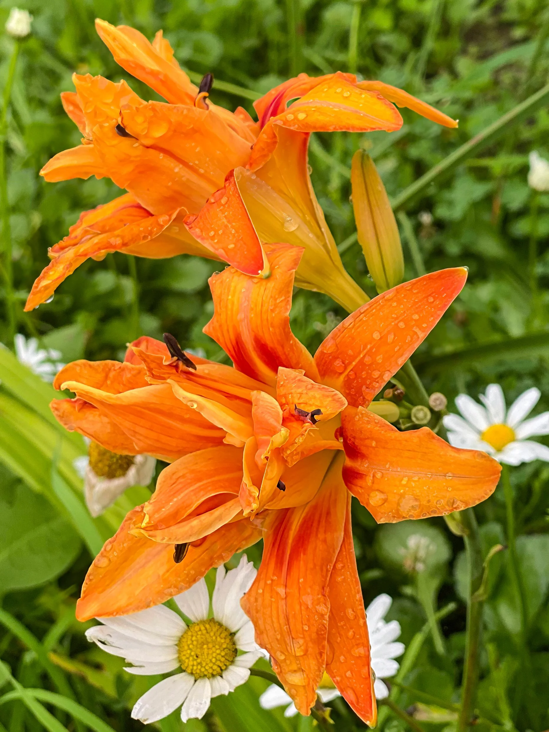 Orange Daylilies and Daisies