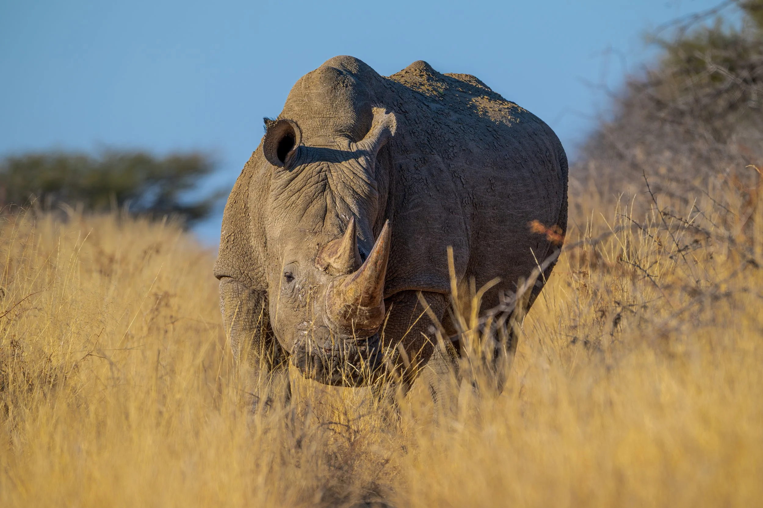 A large African elephant walking through dry grass in a savannah landscape with a clear blue sky.