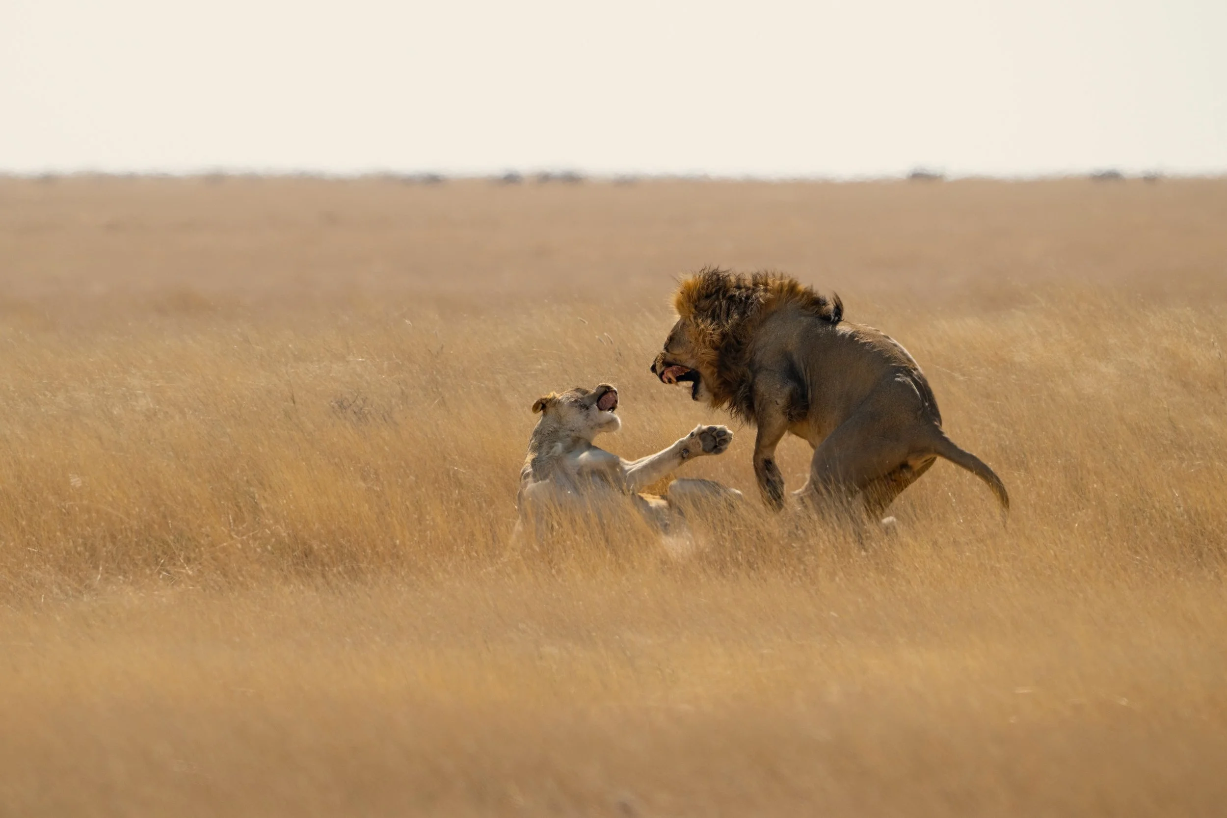 A lion and a lion cub playing and interacting in a grassy savanna landscape.